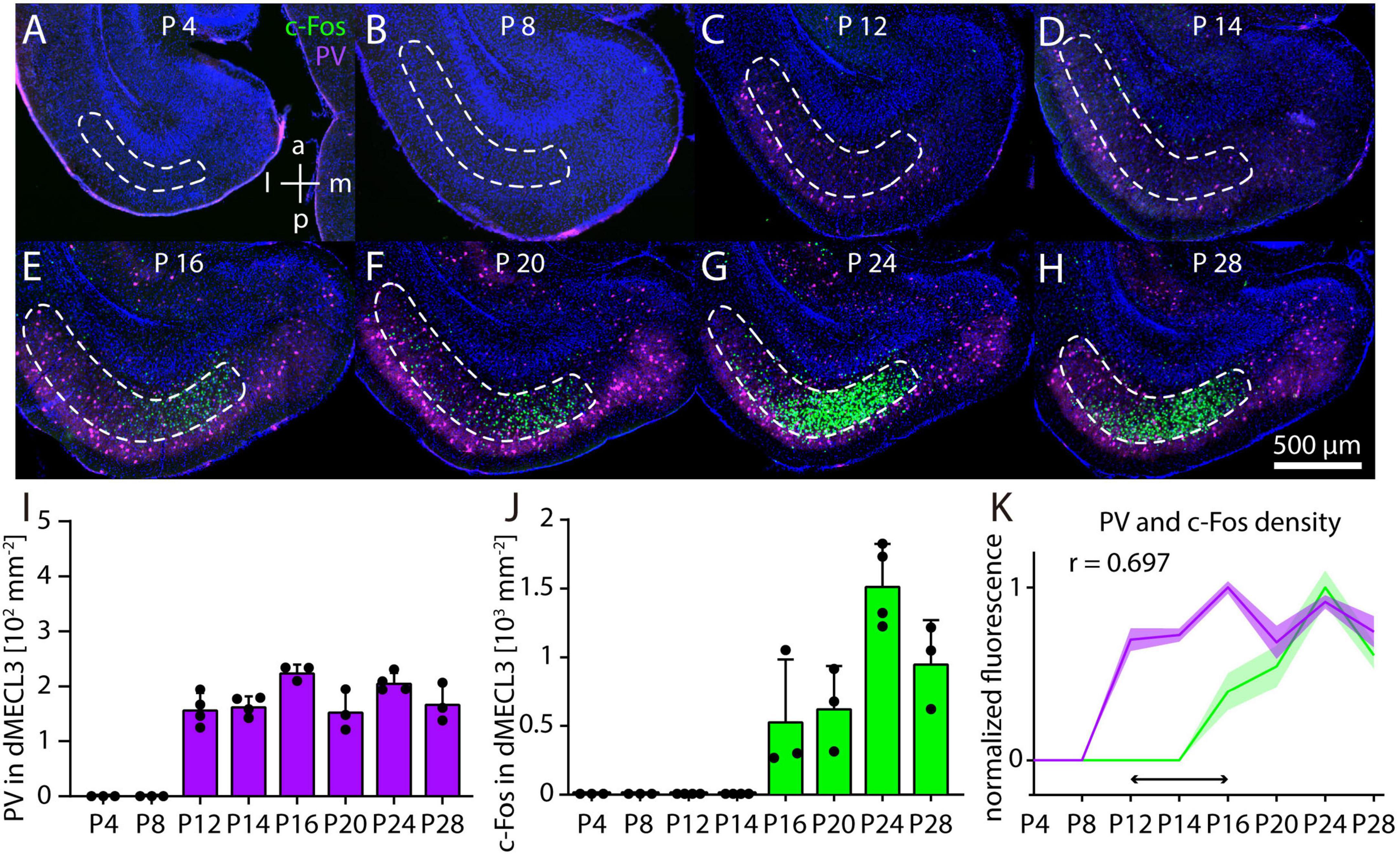 Fluorescent microscopy images (A-H) show brain tissue sections at different postnatal days (P4 to P28) with c-Fos and PV markers in green and purple, respectively, indicating protein expression. Graphs (I-J) present quantitative analysis of PV and c-Fos densities across the same time points, while graph (K) shows normalized fluorescence intensity with a correlation coefficient (r = 0.697) between PV and c-Fos densities. Images and graphs are labeled according to their details and measurement scales.
