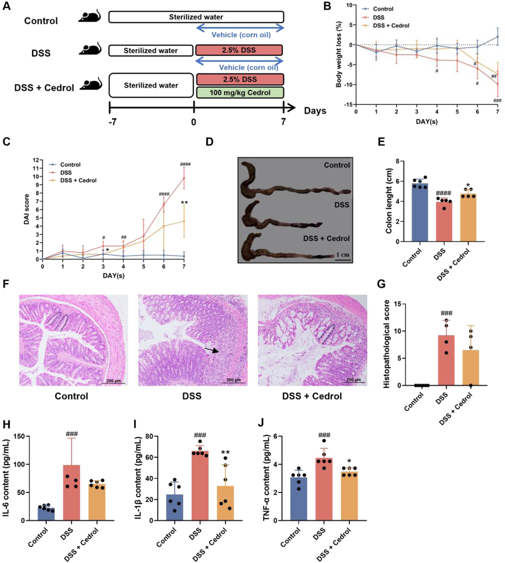 Studies examining the effects of DSS and Cedrol on mice with experimental colitis, showing various data representations: (A) Experimental setup with three groups: Control, DSS, and DSS + Cedrol, treated over 7 days. (B) Body weight loss percentages over seven days, comparing all groups. (C) Disease Activity Index (DAI) scores over seven days, indicating that DSS treatment increases scores, alleviated by Cedrol. (D) Images of colon tissues after treatment, showing length differences. (E) Bar chart displaying colon length, with DSS + Cedrol alleviating shortening. (F) Histological images of colon tissues for each group. (G) Histopathological scores, reduced by Cedrol. (H-J) Bar graphs showing cytokine levels (IL-6, IL-1β, TNF-α) in different treatment groups, with reduced levels in DSS + Cedrol.