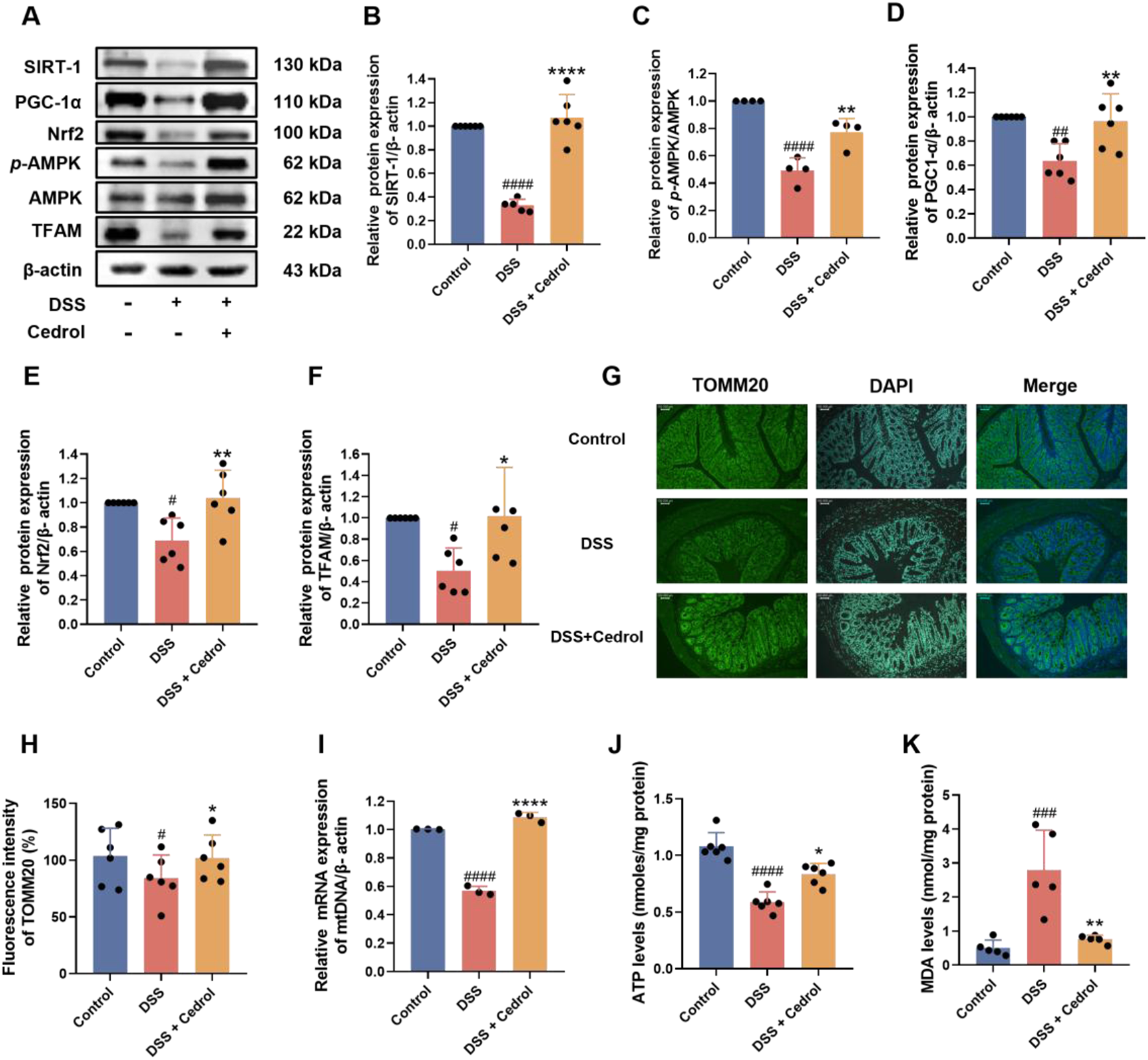 Western blot and bar graphs comparing protein expression levels of various markers (SIRT-1, PGC-1α, Nrf2, p-AMPK, AMPK, TFAM) across control, DSS, and DSS+Cedrol groups. Immunofluorescence images show TOMM20 and DAPI staining of sections in control, DSS, and DSS+Cedrol. Graphs illustrate relative protein and mRNA expression, fluorescence intensity, ATP, and MDA levels, highlighting significant differences between groups.
