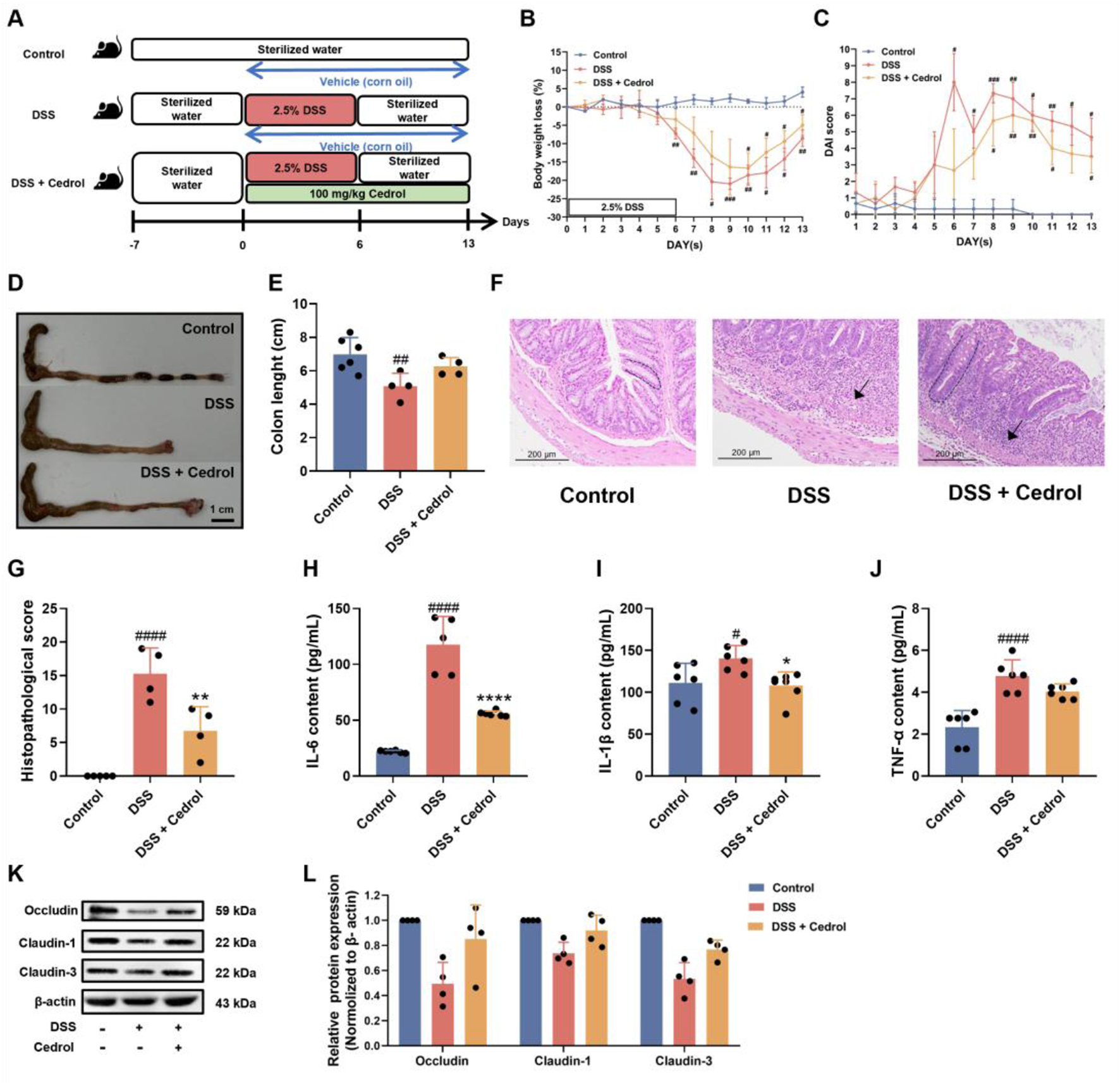 Diagram and data from a scientific study on the effects of DSS and Cedrol on mice. (A) Experimental timeline with treatments. (B) and (C) show graphs of body weight loss and disease activity index over time. (D) displays images of mouse colons from different treatment groups. (E) Bar chart comparing colon lengths. (F) Histological sections of colons. (G-J) Bar charts of various biomarkers. (K) Western blot panels of protein expressions. (L) Graph of relative protein expression levels for various markers. Data is used to compare effects across control, DSS, and DSS with Cedrol groups.
