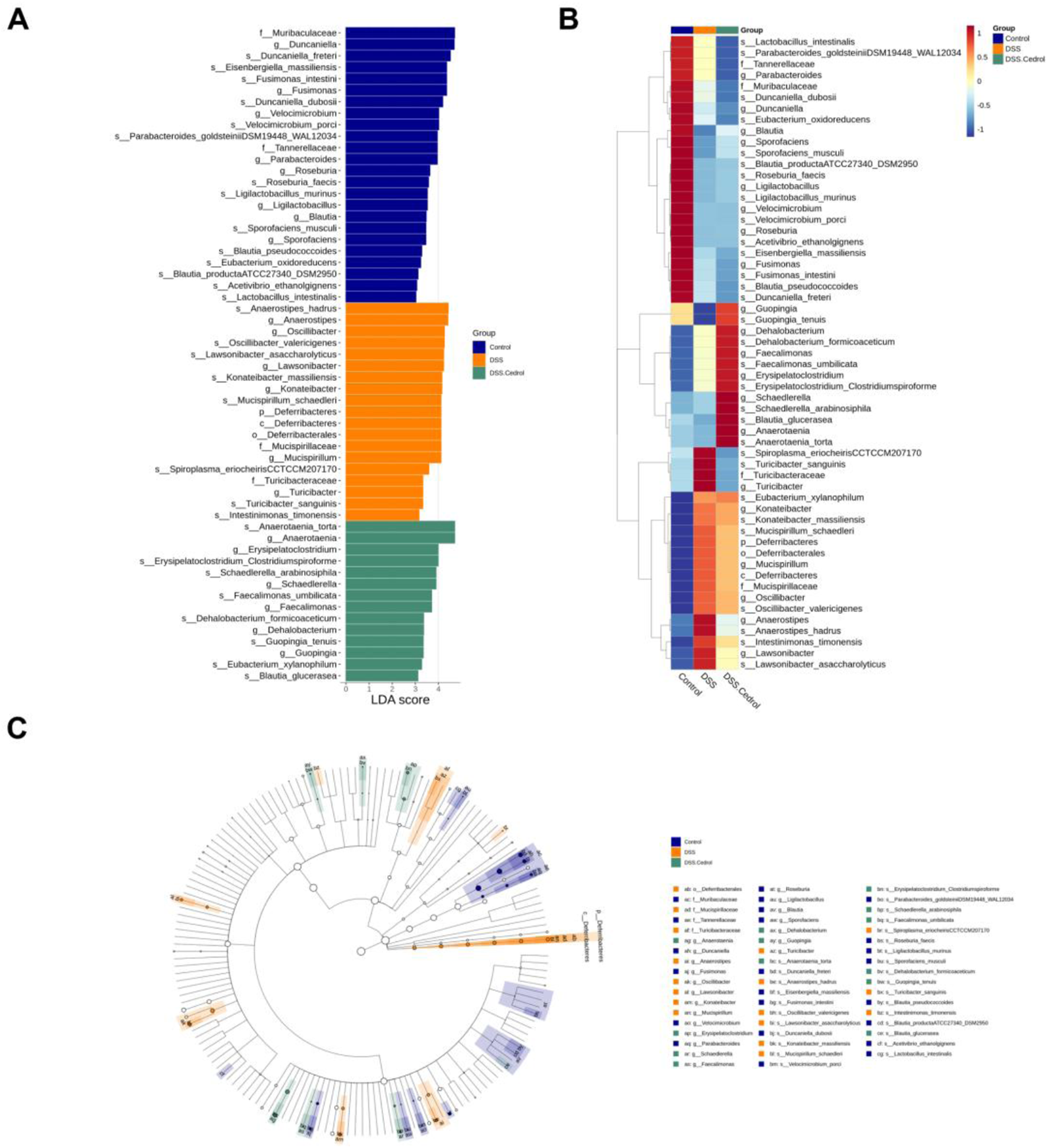 Panel A shows a bar chart displaying LDA scores of microbial taxa among three groups: Control, DSS, and DSS+Cedrol Colon. Panel B presents a heatmap with the clustering of microbial taxa across these same groups, using a color gradient from blue to red, indicating relative abundance. Panel C includes a phylogenetic tree with branches colored to represent the three groups, accompanied by a legend indicating specific taxa.