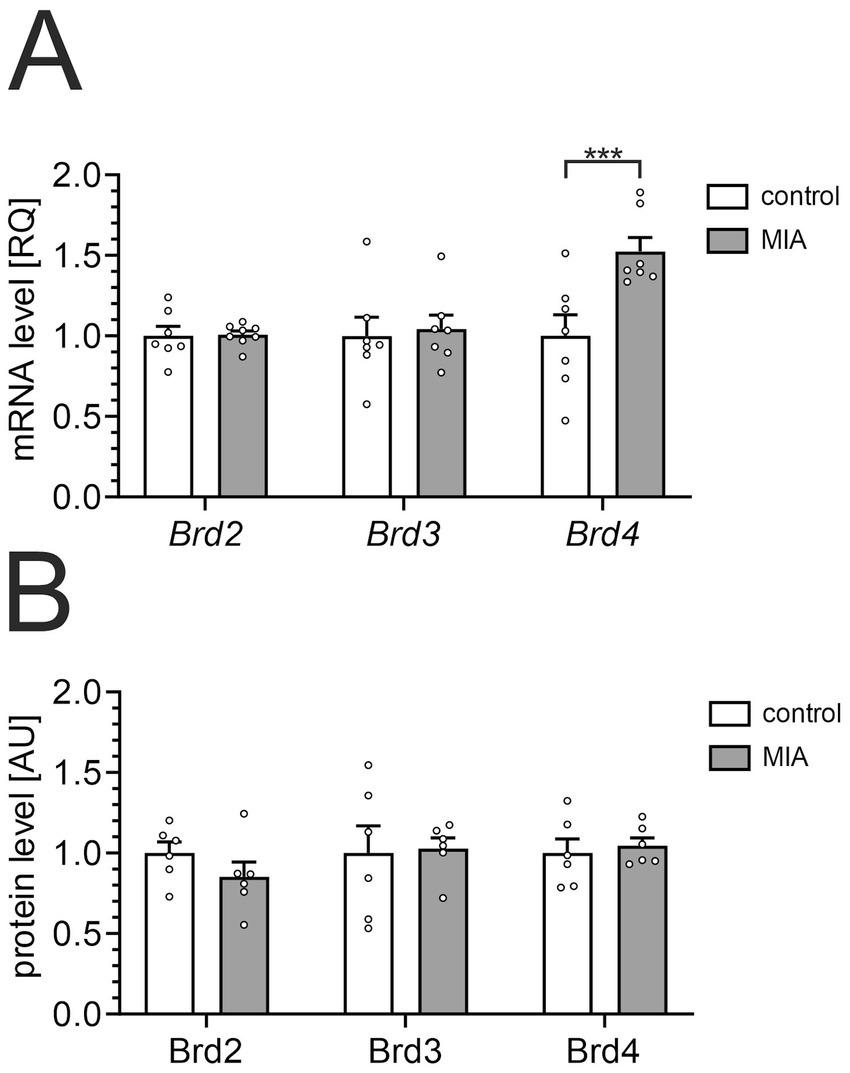 Bar charts depicting the mRNA (A) and protein (B) levels of Brd2, Brd3, and Brd4. In chart A, Brd4 shows a significant increase in mRNA levels in MIA compared to the control, indicated by three asterisks. Charts use control and MIA groups, with results presented in relative quantification and arbitrary units.