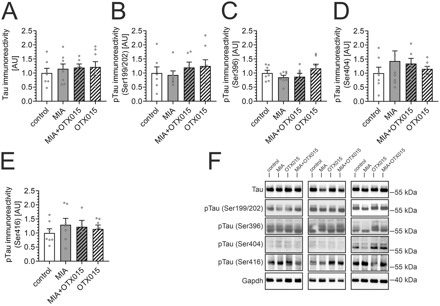 Bar graphs labeled A to E display tau and phosphorylated tau immunoreactivity across different conditions: control, MIA, MIA+OTX015, and OTX015. F shows Western blot results for Tau, pTau at Ser199/202, Ser396, Ser404, Ser416, and Gapdh as a loading control, indicating protein levels under each condition.
