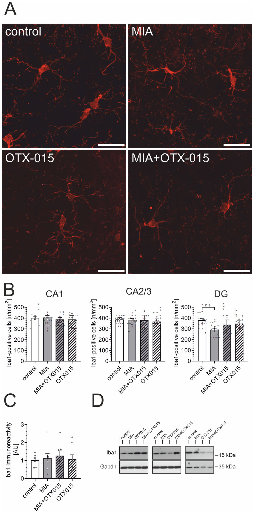Panel A shows fluorescent images of microglial cells under four conditions: control, MIA, OTX-015, and MIA+OTX-015, showing cell morphologies. Panel B presents bar graphs comparing Iba1-positive cell counts in regions CA1, CA2/3, and DG for each condition. Panel C displays a bar graph of Iba1 immunoreactivity, showing variations across the conditions. Panel D shows a Western blot analysis of Iba1 and Gapdh levels under the same conditions, with protein bands indicating expression levels.
