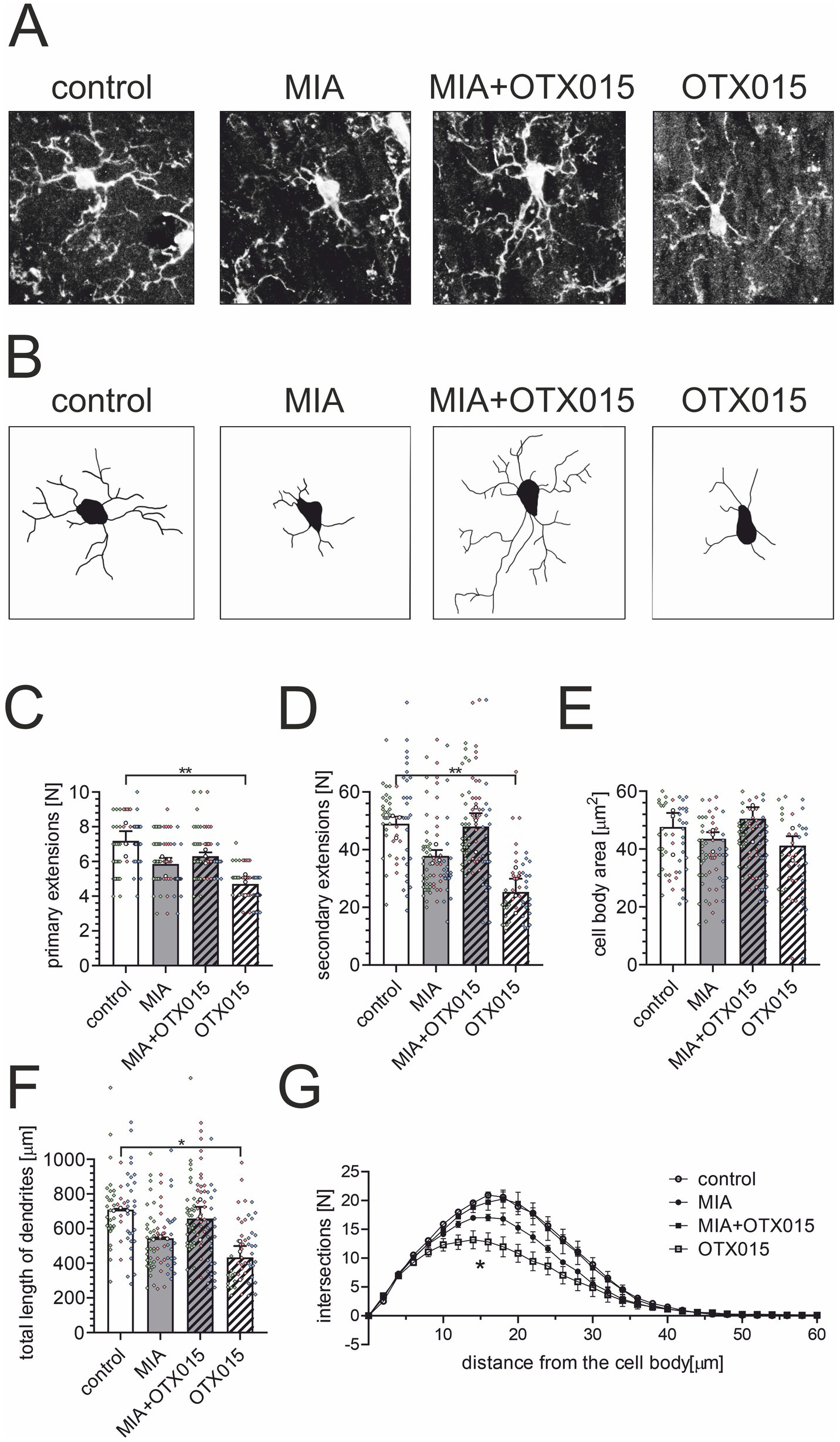 Figure A shows microglia images from four conditions: control, MIA, MIA+OTX015, and OTX015. Figure B presents schematic representations of these microglia. Figures C to F are bar graphs comparing primary extensions, secondary extensions, cell body area, and total dendrite length under the same conditions. Figure G displays a Sholl analysis of the branching complexity of microglia for each condition. Data points and error bars are included in the graphs to indicate variance and significance levels.