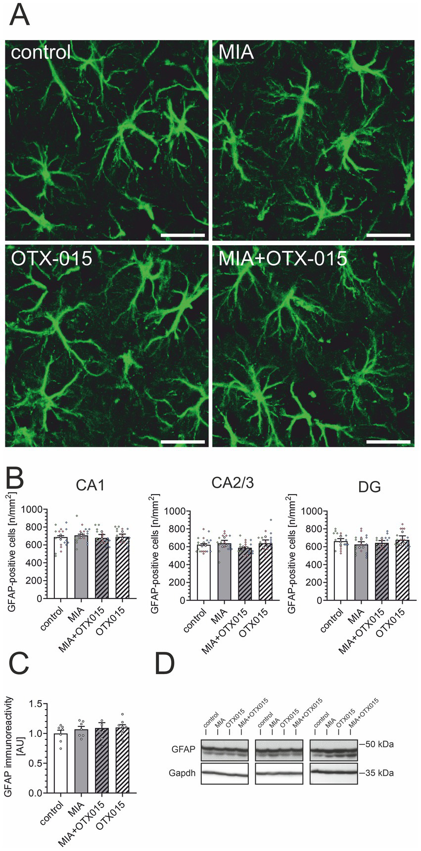 Panel A shows fluorescent images of astrocytes under different conditions: control, MIA, OTX-015, and MIA+OTX-015. Panel B presents bar graphs of GFAP-positive cells in regions CA1, CA2/3, and DG under the same conditions. Panel C displays a bar graph of GFAP immunoreactivity. Panel D depicts Western blot images of GFAP and Gapdh proteins for each condition.