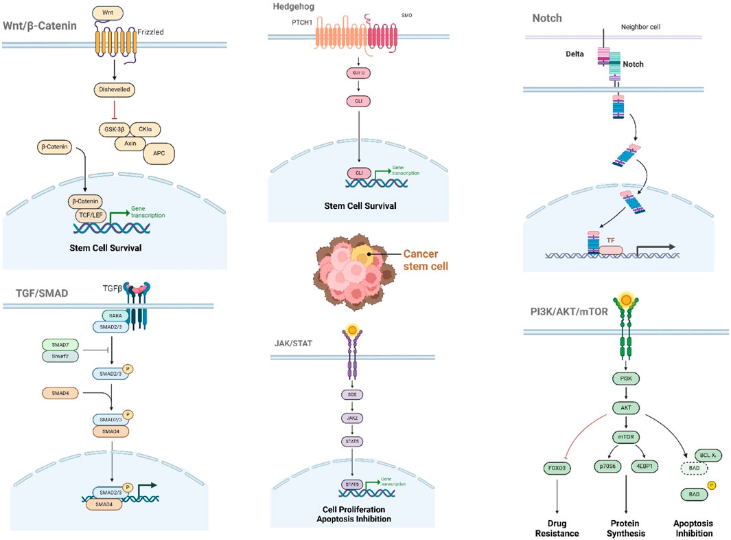 Diagram showing six signaling pathways related to stem cell survival and cancer. Top left: Wnt/β-Catenin pathway. Top middle: Hedgehog pathway. Top right: Notch pathway. Bottom left: TGF/SMAD pathway. Bottom middle: JAK/STAT pathway. Bottom right: PI3K/AKT/mTOR pathway. Each pathway illustrates specific proteins and processes involved in cell survival, proliferation, and apoptosis inhibition.