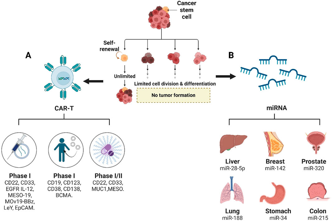 Diagram illustrating CAR-T and miRNA cancer research. Section A shows CAR-T cells targeting cancer stem cells, leading to limited cell division and no tumor formation. Phase I trials list CD22, CD33, EGFR IL-12, MESO-19, MOv19-BBz, LeY, EpCAM for testing, while Phase I/II include CD22, CD33, MUC1, MESO. Section B displays miRNA, targeting liver (miR-28-5p), breast (miR-142), prostate (miR-320), lung (miR-188), stomach (miR-34), and colon (miR-215) cancers. The diagram highlights the process of self-renewal and differentiation affecting cancer outcomes.