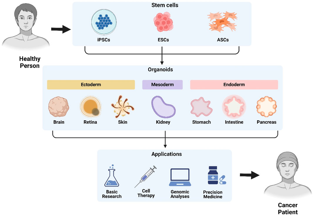 Diagram showing the process from stem cells sourced from a healthy person to applications for a cancer patient. Stem cells, including iPSCs, ESCs, and ASCs, form organoids divided into ectoderm, mesoderm, and endoderm, represented by brain, retina, skin, kidney, stomach, intestine, and pancreas. Applications include basic research, cell therapy, genomic analyses, and precision medicine, ultimately benefiting a cancer patient.