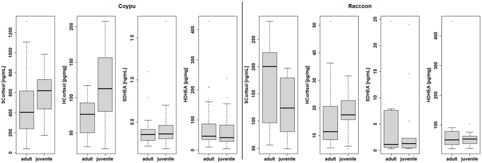 Box plots compare hormone levels in adult and juvenile coypus and raccoons. For each species, the levels of SCortisol, HCortisol, SDHEA, and HDHEA are measured. Adult coypus show higher SCortisol, while adult raccoons have higher SCortisol and HCortisol compared to juveniles. SDHEA and HDHEA levels show less variation between age groups in both species.
