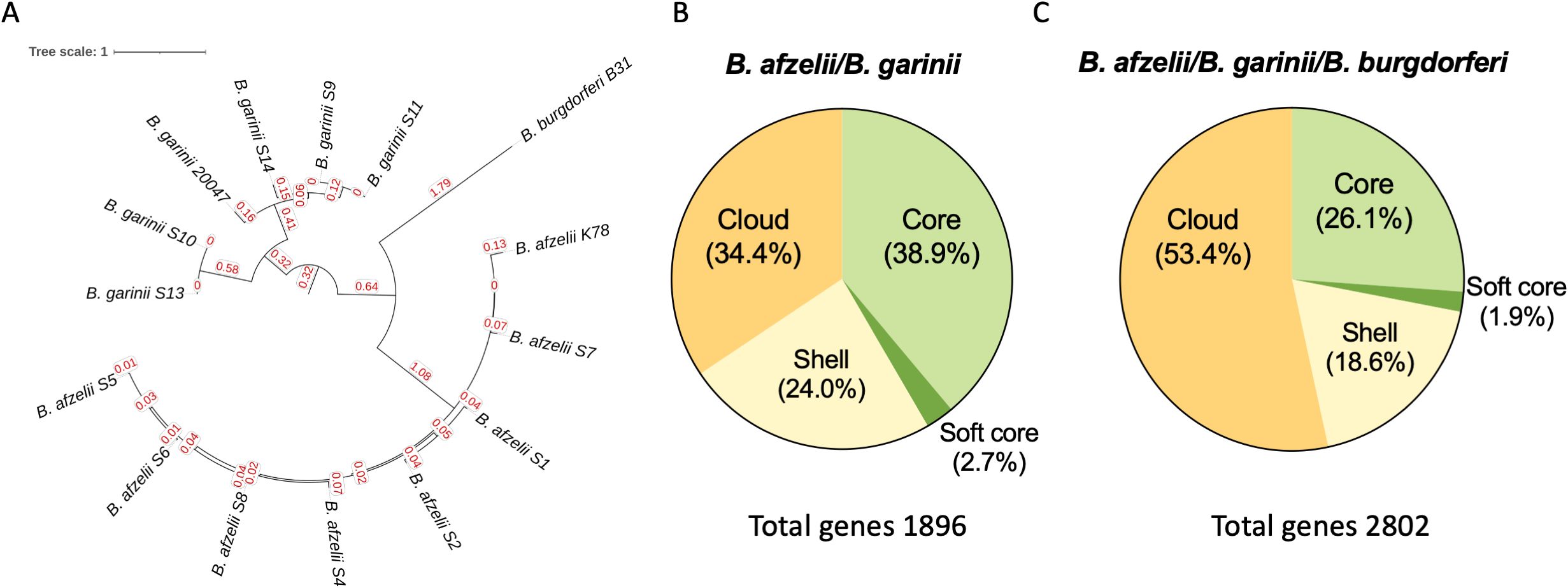 Phylogenetic tree and pie charts illustrating genetic analysis. Panel A shows a phylogenetic tree of various Borrelia species. Panel B presents a pie chart for B. afzelii/B. garinii gene composition: core (38.9%), cloud (34.4%), shell (24.0%), soft core (2.7%), totaling 1896 genes. Panel C shows B. afzelii/B. garinii/B. burgdorferi genes: cloud (53.4%), core (26.1%), shell (18.6%), soft core (1.9%), totaling 2802 genes.