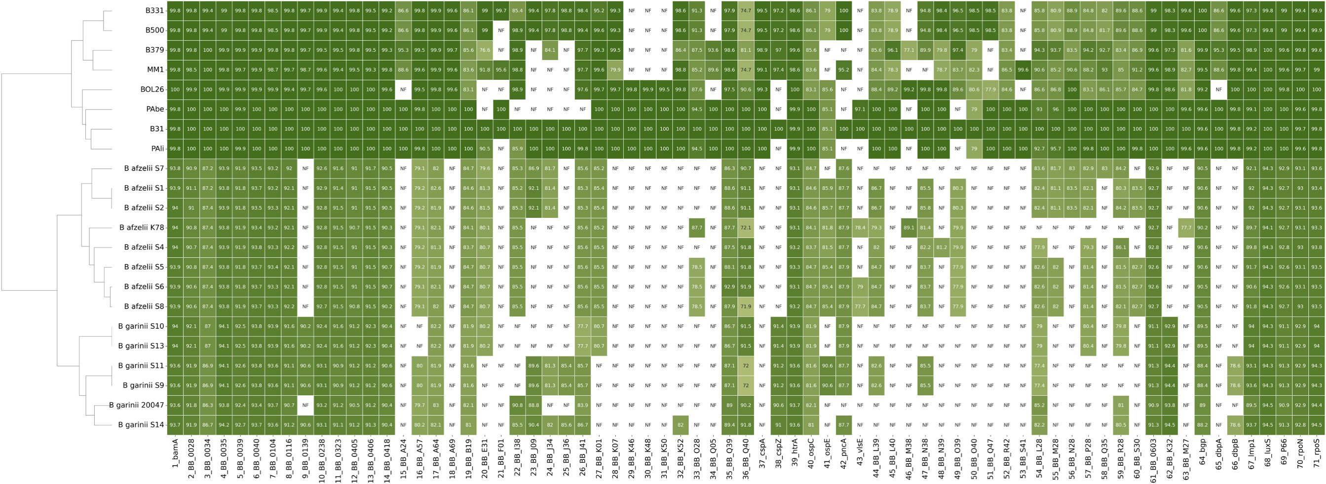 Heatmap displaying numerical similarity scores between different bacterial strains and genes, represented in varying shades of green. Darker shades indicate higher similarity. Strain names are listed vertically on the left, while gene names run across the top horizontally. The scores range around the ninety percent mark, with some values marked as “NF” for not found. A hierarchical tree structure on the left groups related strains together.