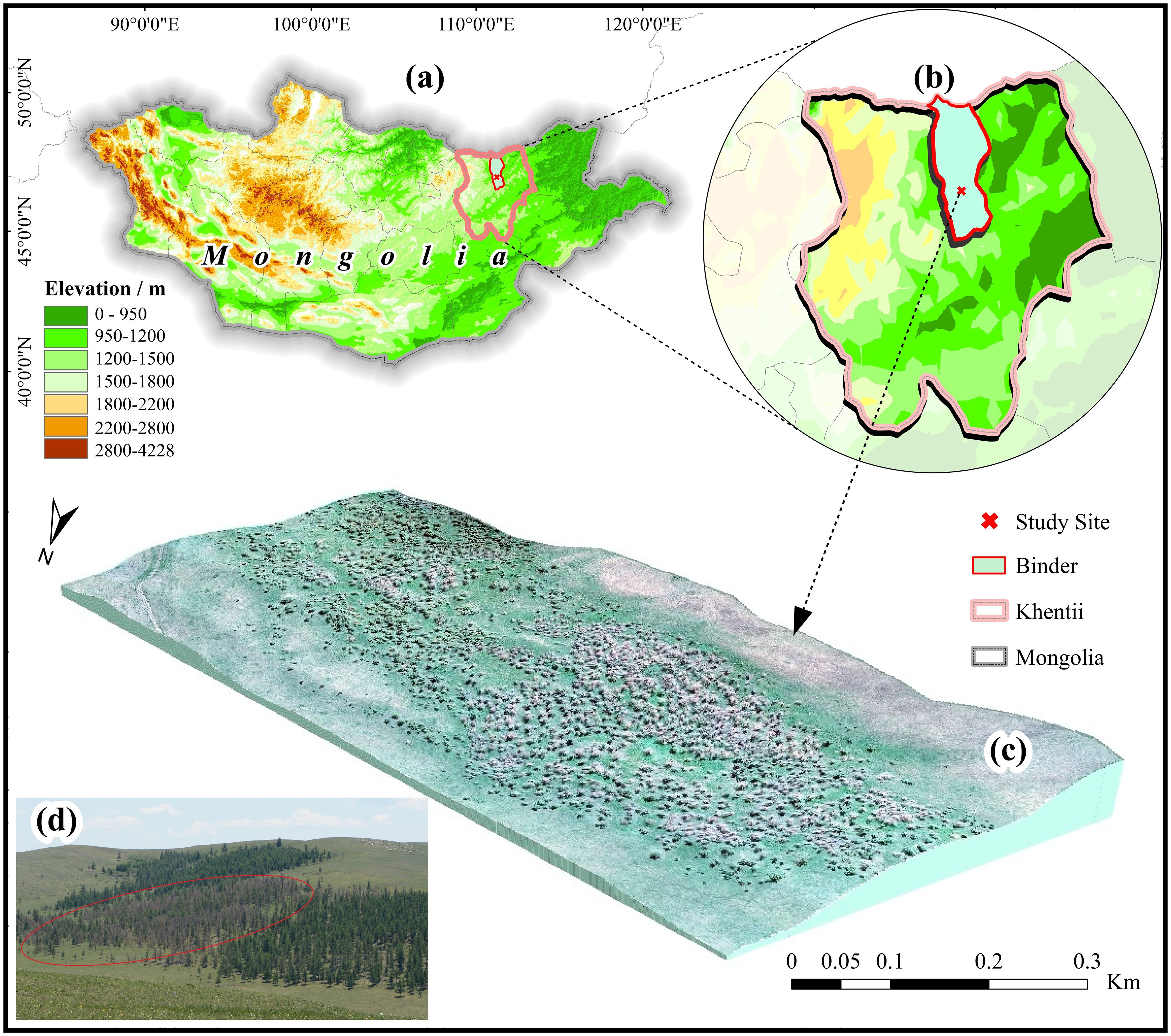 Map of Mongolia indicating elevation with a color legend from green to brown, highlighting a study site in Binder, Khentii. Inset (b) zooms into the study site marked with a red “x”. Image (c) presents a 3D terrain model. Image (d) shows a photograph of a forested area with a red circled study section. A scale bar in kilometers is included.