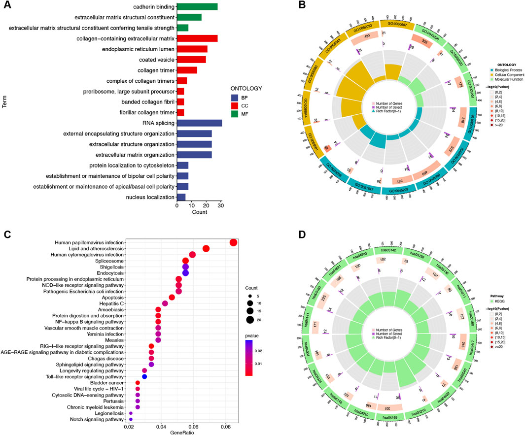 Four-panel image depicting gene ontology and pathway enrichment analysis. Panel A is a bar graph showing the count of various biological terms categorized by ontology type: Biological Processes (BP), Cellular Component (CC), and Molecular Function (MF). Panel B is a circular bar plot illustrating enriched gene ontologies with color-coded categories. Panel C is a dot plot displaying pathways and their gene ratio with varying circle sizes and colors indicating count and p-value significance. Panel D features another circular plot for KEGG pathways with similar categorization and formatting as panel B.