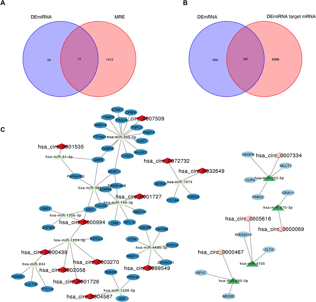 Venn diagram and network chart visualizing relationships in RNA data. Panel A shows overlapping of DEmiRNA and MRE, with 17 in common. Panel B shows overlap between DEmRNA and DEmiRNA target mRNA, with 187 in common. Panel C illustrates a network of hsa_circRNA interactions, denoting connections to specific miRNAs and genes, with multiple nodes labeled by names and IDs.