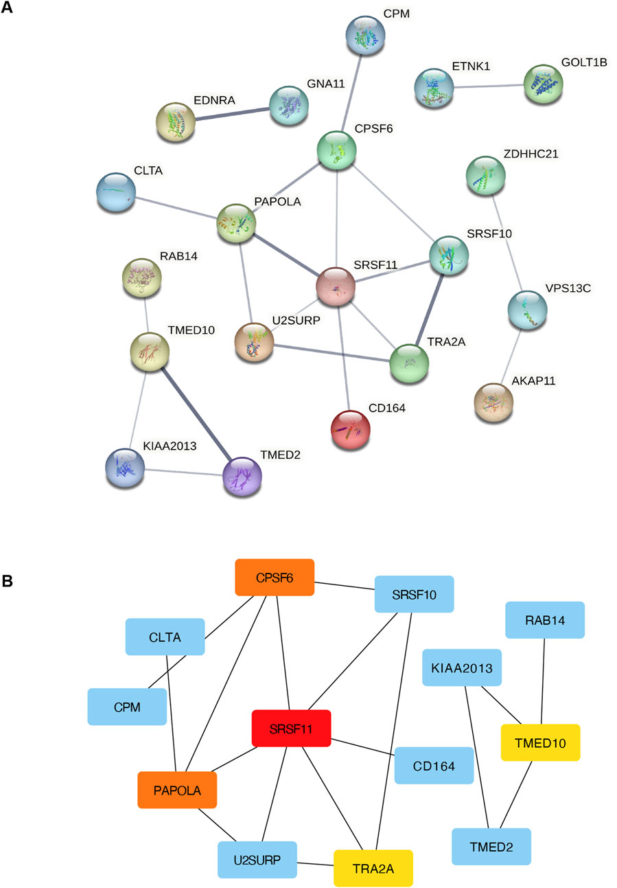 Diagram showcasing protein interaction networks. Panel A illustrates a complex network of proteins connected by lines, each labeled with gene names such as SRSF11, CPSF6, and CLTA. Panel B presents a simplified version using colored rectangles representing the same proteins, emphasizing key interactions. Both demonstrate connectivity within the network.