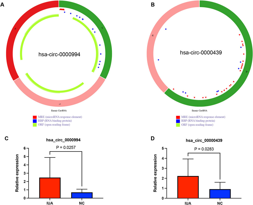 Diagram A and B show the exon structure and functional elements of circular RNAs hsa-circ-0000994 and hsa-circ-0000439, with MREs in red, RBPs in blue, and ORFs in green. Graph C compares the relative expression of hsa_circ_0000994 in IUA and NC, showing higher expression in IUA with a p-value of 0.0257. Graph D shows similar data for hsa_circ_0000439, with a p-value of 0.0283, also indicating higher expression in IUA.