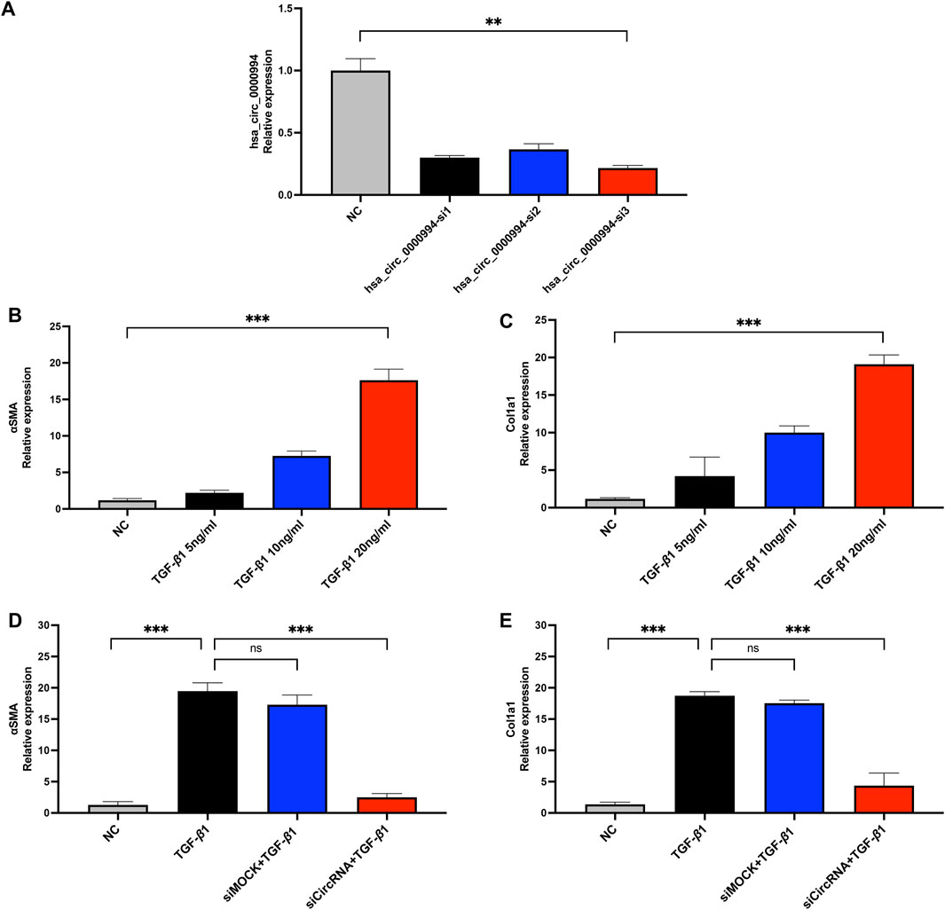 Bar graphs depicting relative expression levels. (A) Shows hsa_circ_00009894 expression across four groups, with significantly reduced expression in treatment groups compared to control (NC). (B) and (C) display increased expression of αSMA and Col1a1 with higher concentrations of TGF-β1. (D) and (E) compare αSMA and Col1a1 expression with TGF-β1, siMOCK, and siCircRNA treatments, showing significant differences, except in siMOCK versus TGF-β1. Statistical significance is marked by asterisks.