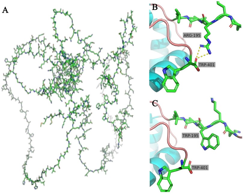 A three-part illustration depicting protein structures. Panel A shows a complex network of interconnected lines and nodes representing a protein. Panel B highlights the interaction between ARG-195 and TRP-401, with structural details and labeled amino acids. Panel C illustrates a similar view, focusing on TRP-195 and TRP-401, emphasizing the spatial arrangement and interactions within the protein structure.