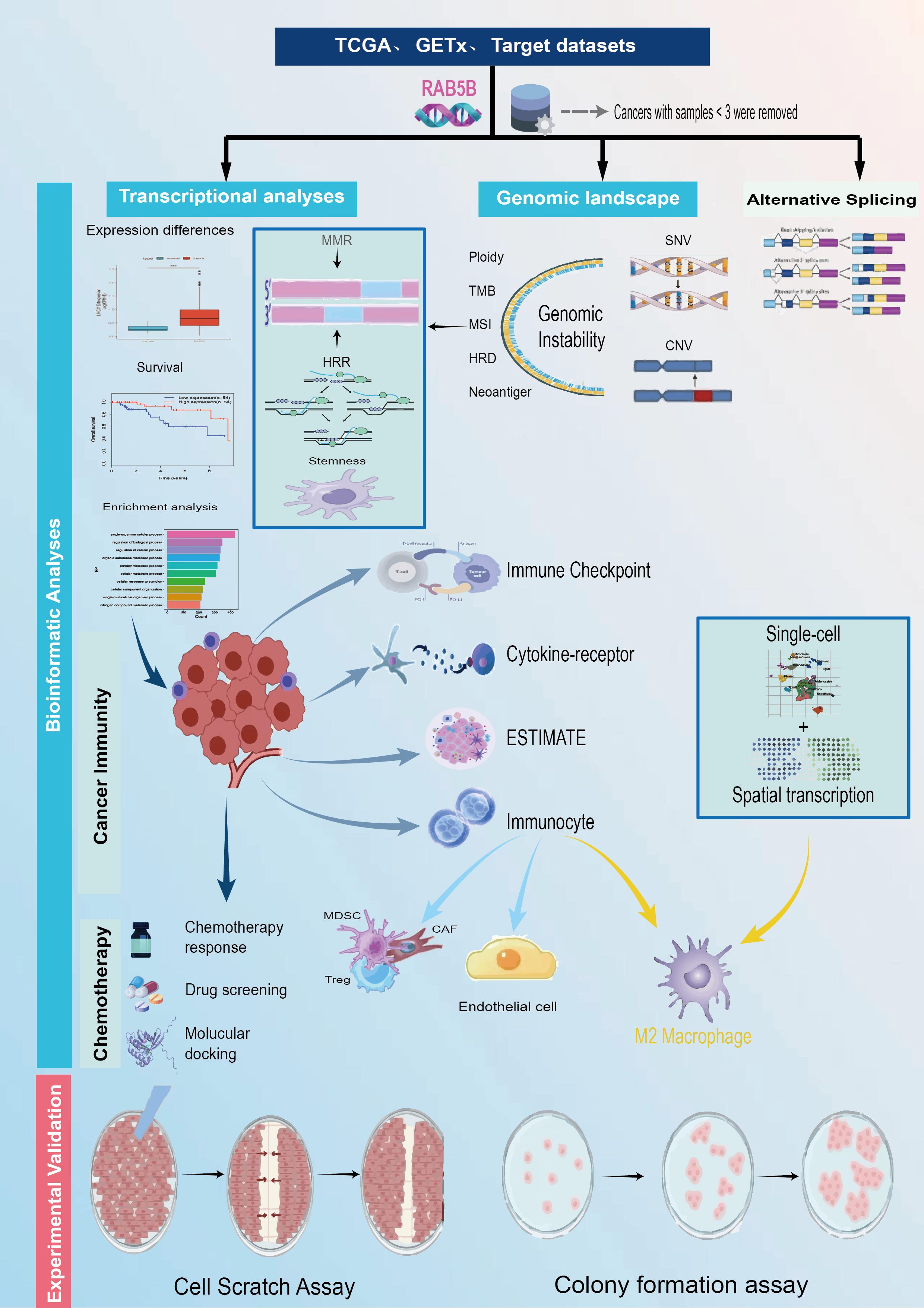 Flowchart illustrating the analysis of cancer datasets, incorporating transcriptional analyses, genomic landscape, and alternative splicing. Key elements include expression differences, genomic instability, immune checkpoint interactions, single-cell and spatial transcription, and experimental validation through assays. Key processes like chemotherapy response and cell assays are also depicted.