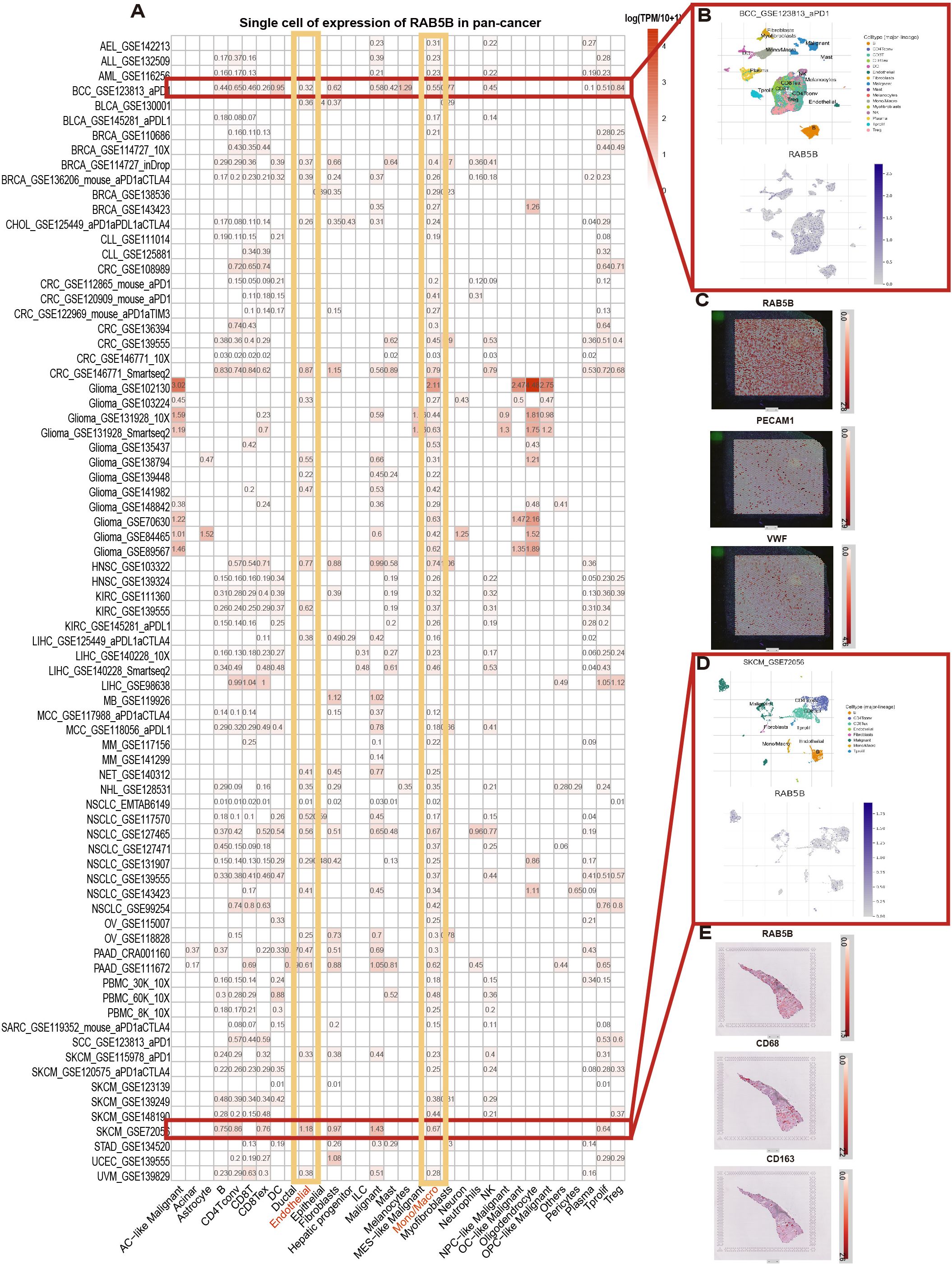 Heatmap showcasing single-cell expression of RAB5B across various cancer types. Insets provide zoomed details: B and D highlight specific dataset expressions with color-coded clusters. C and E display associated gene expressions using gradient scales.