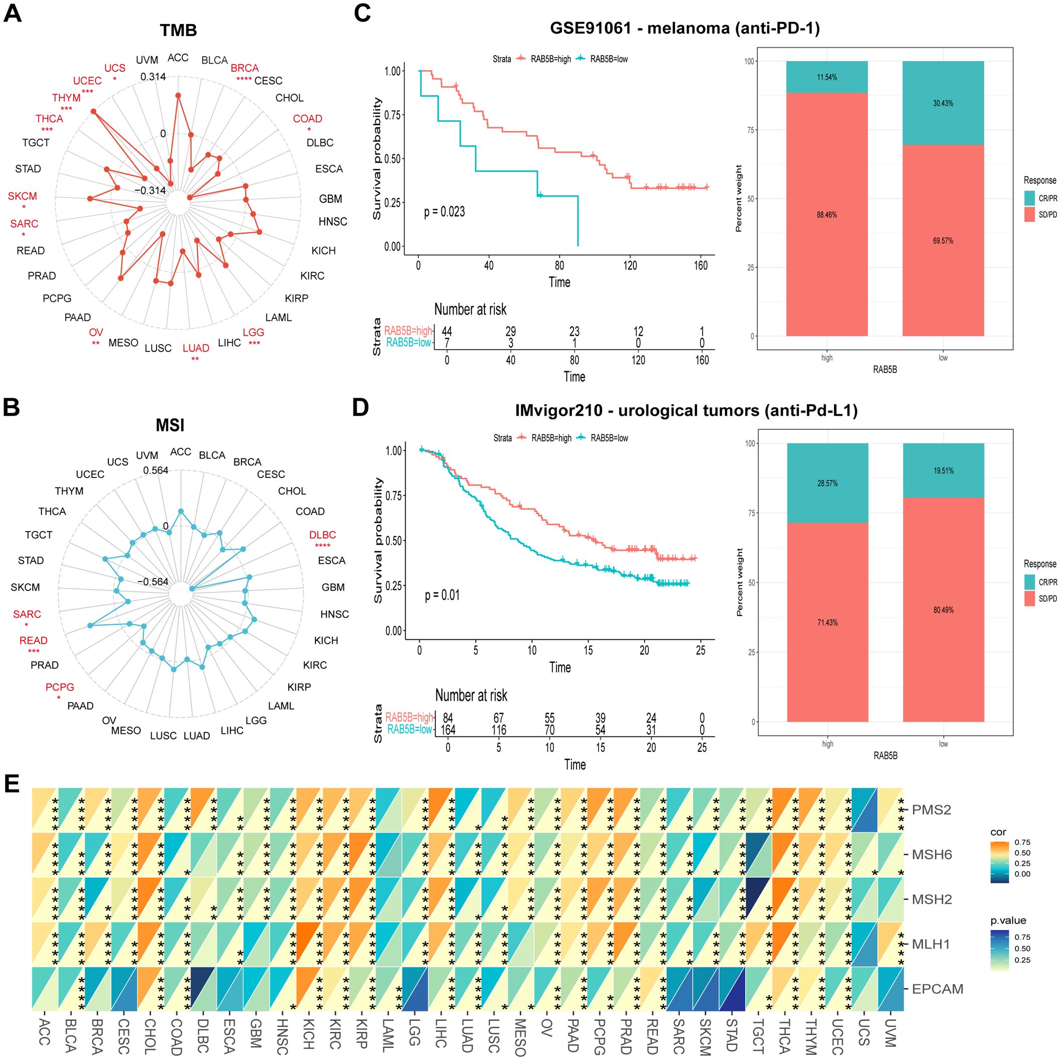 Radar charts A and B depict TMB and MSI scores across cancer types. Kaplan-Meier plots C and D show survival probabilities for melanoma and urological tumors with high and low RABBB expression. Bar charts illustrate response rates. Panel E is a heatmap correlating gene expression with TMB and MSI, highlighting significant values.