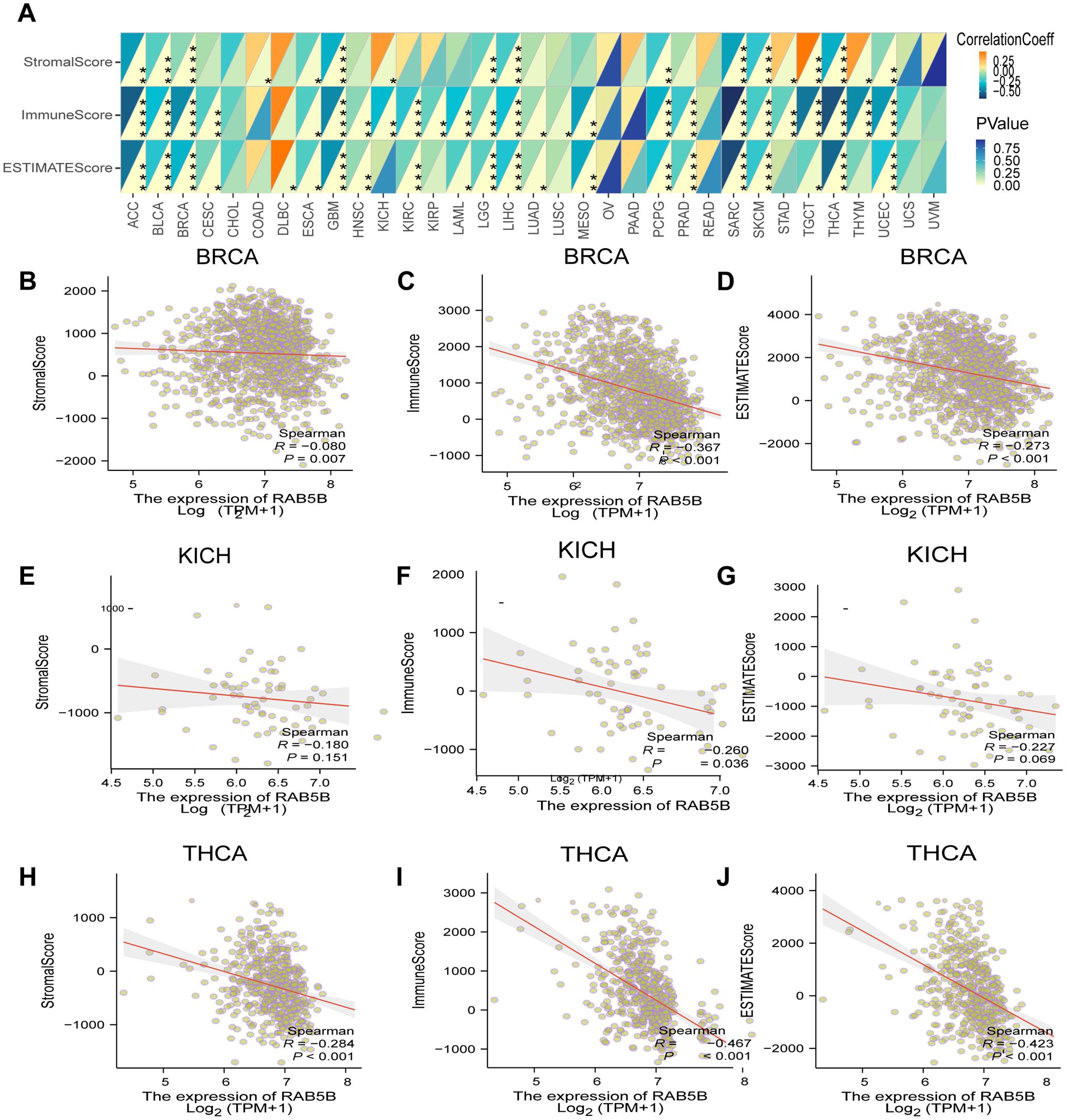 Heatmap and scatter plots showing correlation of RAB5B expression with StromalScore, ImmuneScore, and ESTIMATEScore in different cancer types. Panel A is a heatmap indicating varying correlation coefficients and p-values across cancer types. Panels B-D display scatter plots for BRCA, E-G for KICH, and H-J for THCA, each with corresponding correlation coefficients and significance levels. Spearman correlation values and p-values are included in each plot.