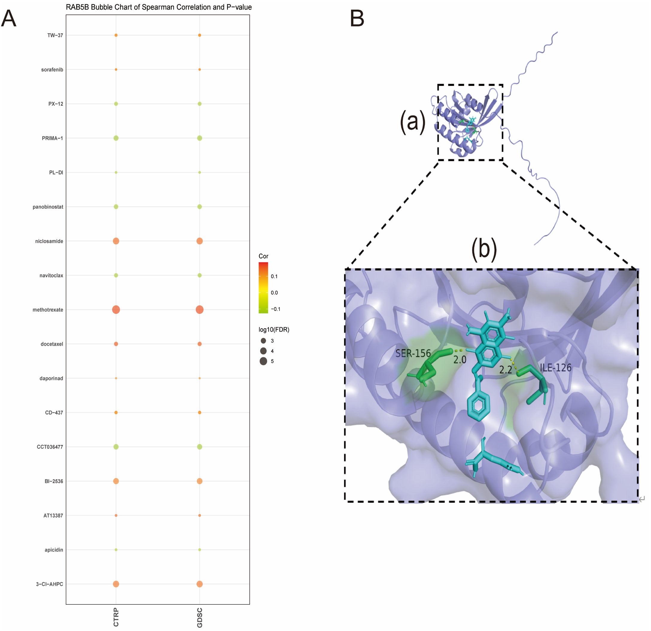 A two-part image showing data and molecular modeling. Section A presents a bubble chart titled “RAB5B Bubble Chart of Spearman Correlation and P-value,” with drugs listed on the y-axis and color-coded circles representing correlation coefficients and log-transformed false discovery rates. Section B features a molecular structure; (a) shows a protein complex with a highlighted area, and (b) provides a detailed view of the interaction between a ligand and amino acids SER-156 and ILE-126, with distances labeled 2.0 and 2.2.