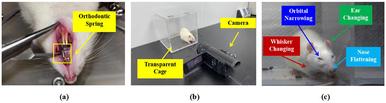 (a) Close-up of a rat's mouth equipped with an orthodontic spring. (b) A rat inside a transparent cage observed by a nearby camera. (c) Rat displaying features labeled as orbital narrowing, ear changing, whisker changing, and nose flattening.
