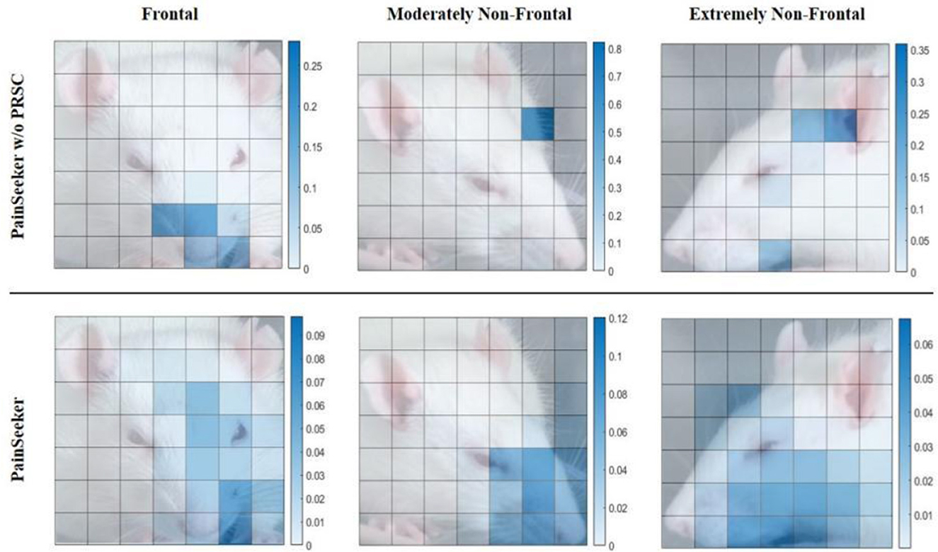 Two rows of heatmap images depict a rat's face with varying angles of view: frontal, moderately non-frontal, and extremely non-frontal. The top row (PainSeeker without PRSC) and the bottom row (PainSeeker) show differences in highlighted grid areas overlaid on the images, with varying intensity indicated by a color scale.