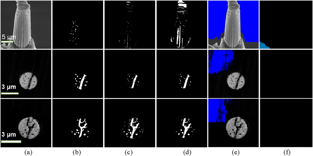 A grid of six images labeled (a) to (f). Images (a), (c), (e) show microstructures, possibly fibers or cellular components, at scales of five and three micrometers. Images (b), (d), and (f) depict processed versions with enhanced contrasts, highlighting specific structural features in white against a black background. Blue shading appears in (e), indicating a differentiation in materials or highlighting areas.