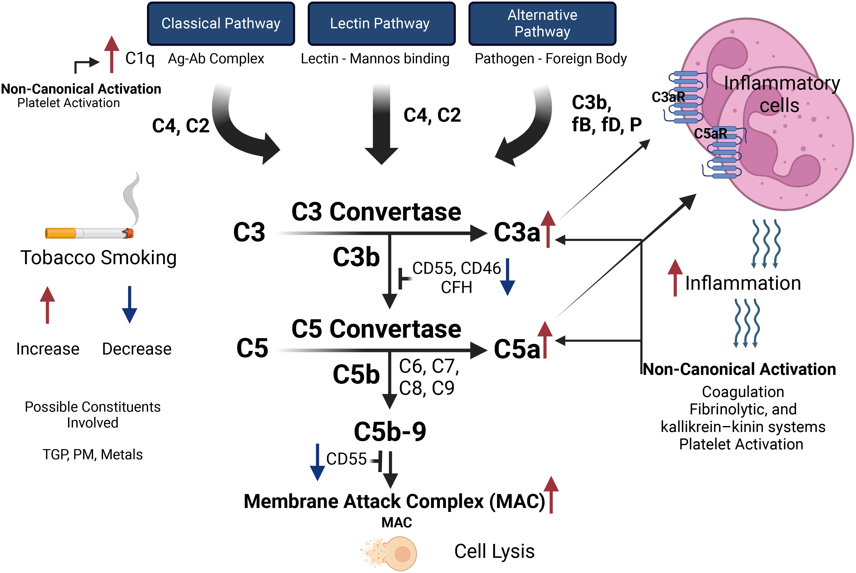 Flowchart illustrating the complement system activation pathways: classical, lectin, and alternative. Tobacco smoking is shown to increase inflammation and decrease regulatory factors. C3 convertase and C5 convertase are key components, leading to C3a and C5a production. The process culminates in membrane attack complex (MAC) formation, causing cell lysis and inflammation. Inflammatory cells are depicted on the right. Arrows indicate activation and inhibition points, with various components like C1q, C4, C2, CD55, and CD46 involved.