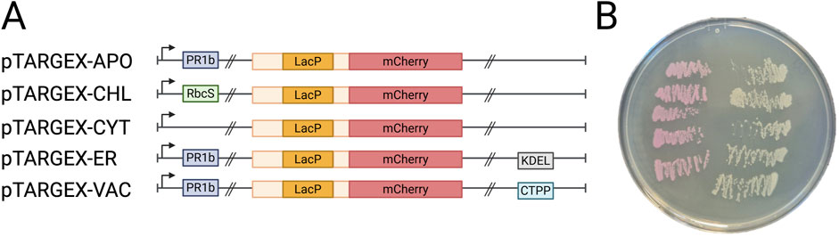 Diagram labeled