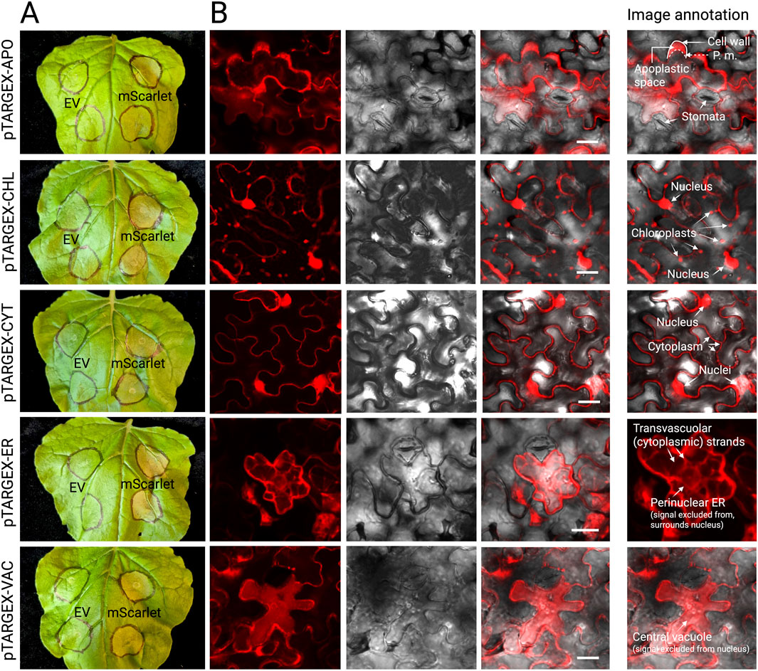 Composite image showing various treatments on leaves, illustrating fluorescence microscopy results. Column A depicts leaves labeled with different conditions: EV (empty vector) and mScarlet for localization. Column B shows corresponding fluorescence images in red for mScarlet, presenting structures such as apoplastic space, chloroplasts, nucleus, cytoplasm, and central vacuole. Annotations indicate cell wall, plasma membrane, and other cellular components. Each row compares a localization marker with mScarlet expression, with bars indicating scale.