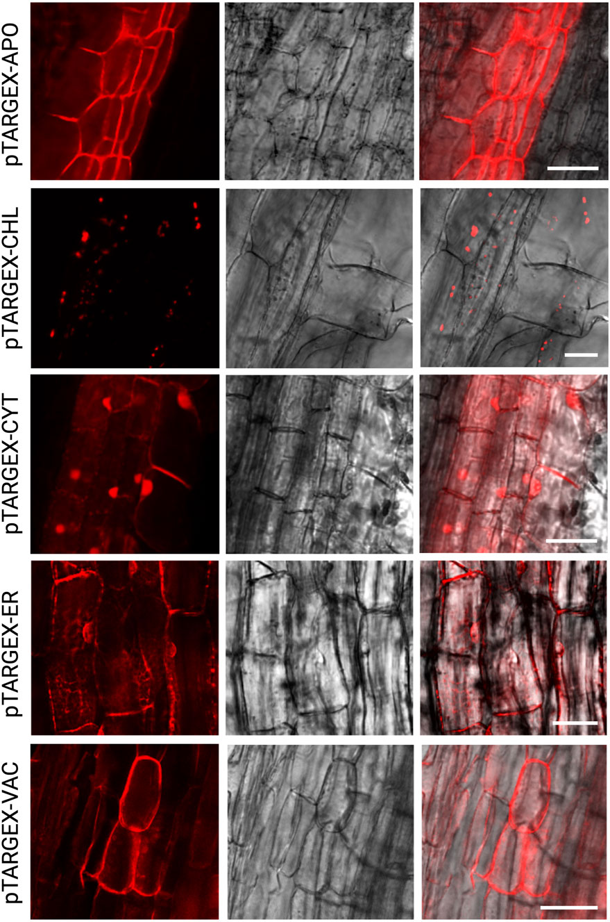 Fluorescent microscopy images showing different localization patterns in plant cells for pTARGEX constructs. Each row illustrates red fluorescence, bright field, and merged images. pTARGEX-APO highlights cell walls; pTARGEX-CHL indicates chloroplast regions; pTARGEX-CYT involves cytoplasmic areas; pTARGEX-ER shows endoplasmic reticulum structures; pTARGEX-VAC outlines vacuoles. Scale bars are present in merged images.