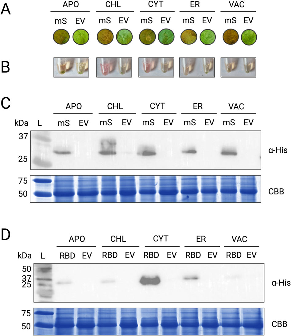 Panel A shows transgenic leaf tissue expressing the 5 different subcellular-localized mS constructs (APO, CHL' CYT, ER, VAC) compared to their EV counterpart. Panel B displays five test tube containing crude protein lysates from infiltrated leaf tissue. Panels C and D show anti-his western blot results for EV, mS and RBD expression from pTARGEX-APO, -CHL, -CYT, -ER and -VAC, along with CBB stains as loading controls.