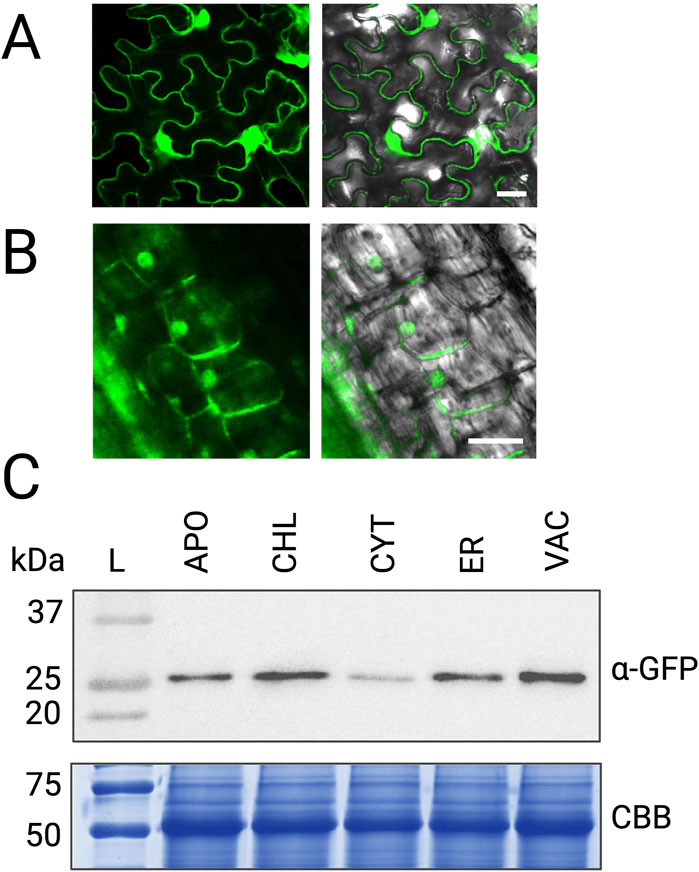 Fluorescent microscopy images and a Western blot. Panel A shows epidermal cells with fluorescent markers, in green and green-overlaid grayscale. Panel B focuses on root cells with similar fluorescent markers. Panel C presents a Western blot with anti-GFP antibodies, alongside a Coomassie Brilliant Blue-stained gel. Lanes are labeled: L, APO, CHL, CYT, ER, VAC. Molecular weight markers are shown alongside.