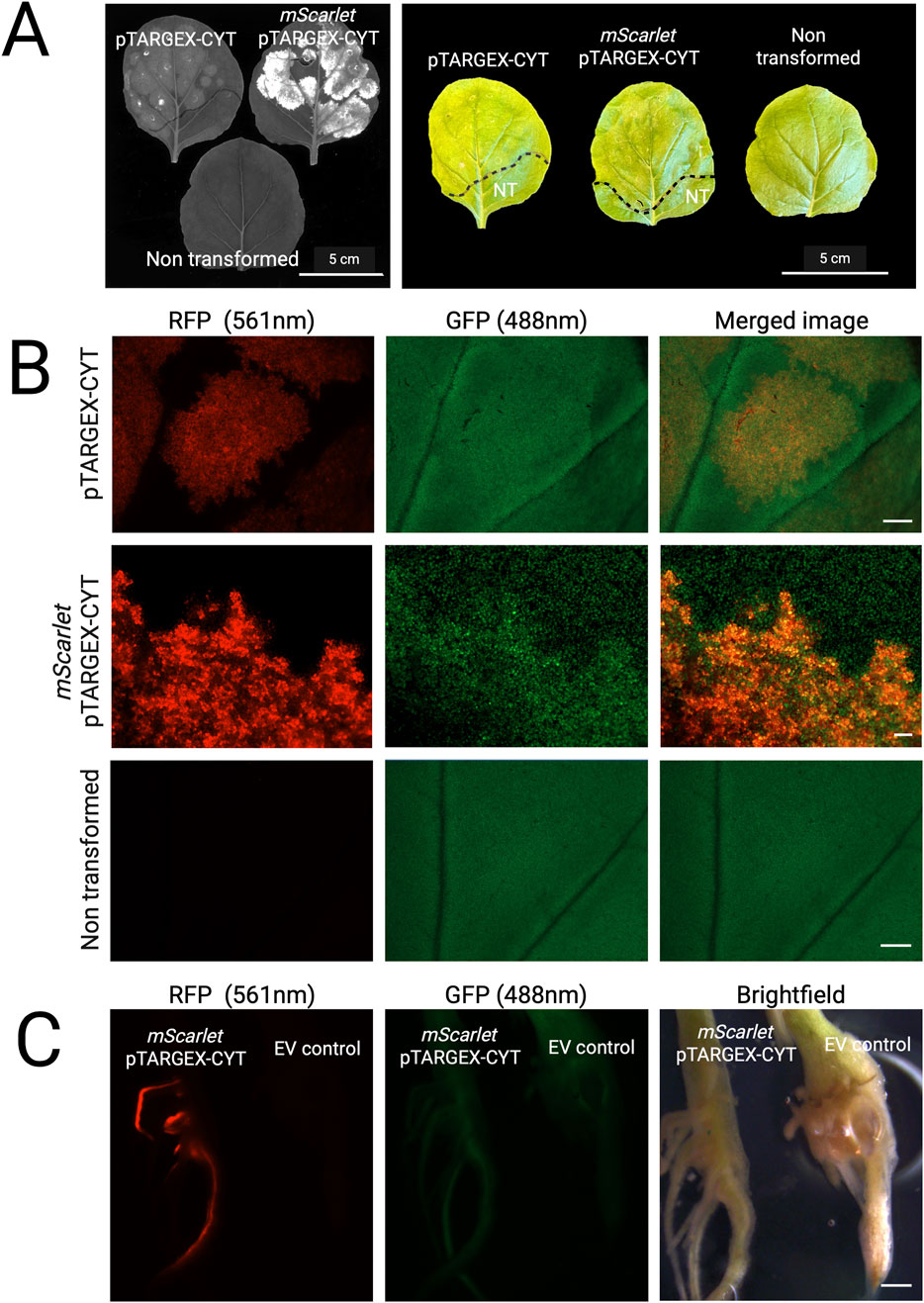 Panel A shows grayscale and color images of plant leaves, comparing non-transformed, pTARGEX-CYT, and mScarlet pTARGEX-CYT transformations. Panel B presents fluorescent microscopy images of leaves under RFP (561 nm), GFP (488 nm), and merged channels, showing differences in fluorescence between pTARGEX-CYT, mScarlet pTARGEX-CYT, and non-transformed samples. Panel C displays RFP, GFP, and brightfield images of roots comparing mScarlet pTARGEX-CYT and EV control, highlighting differences in fluorescence and appearance.