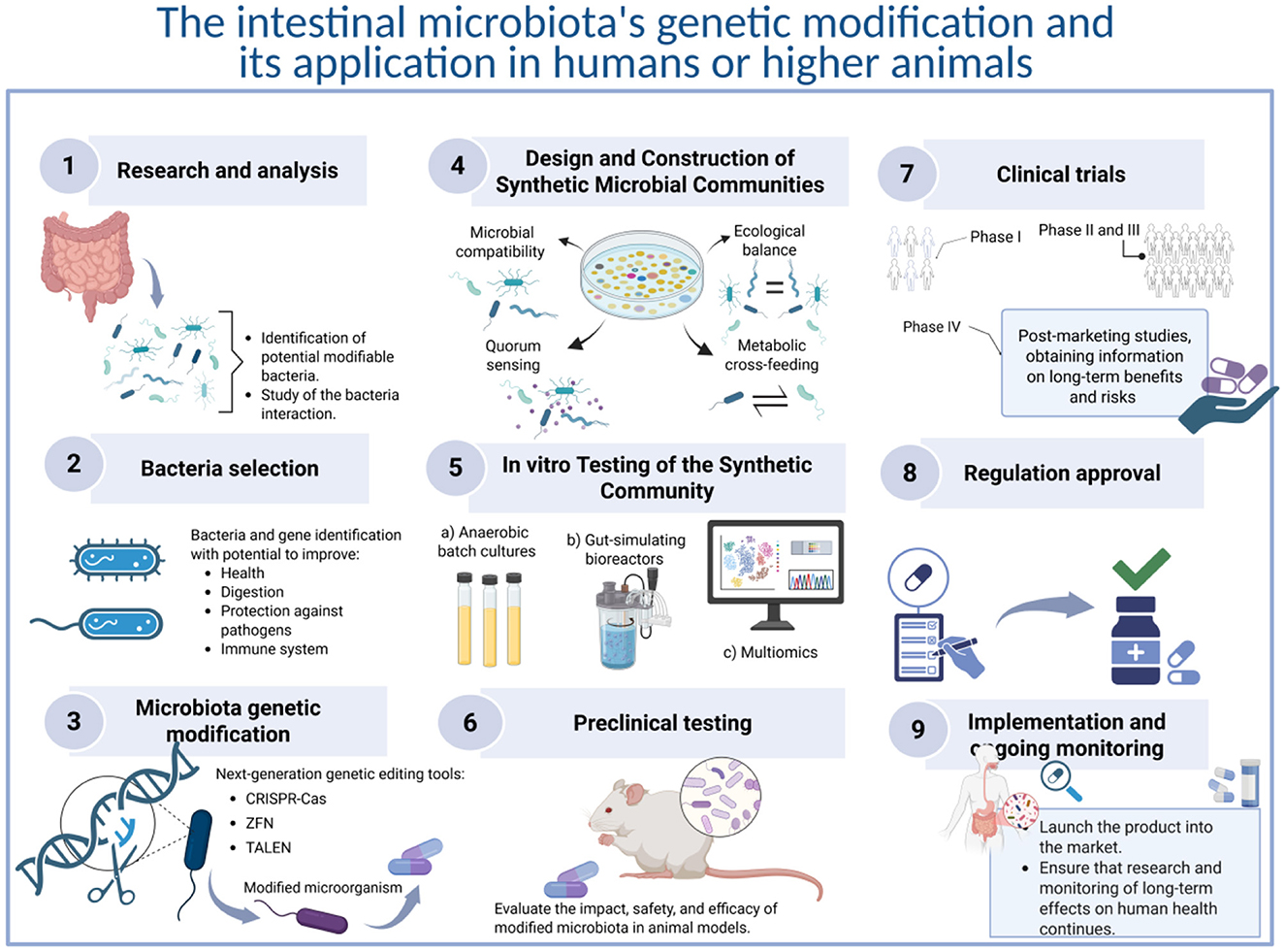 Flowchart illustrating the genetic modification process of intestinal microbiota and its application in humans or higher animals. Steps include: 1) Research and analysis of modifiable bacteria; 2) Selection of beneficial bacteria and genes for health improvement; 3) Genetic modification using CRISPR-Cas, ZFN, and TALEN; 4) Design and construction of microbial communities; 5) In vitro testing with batch cultures and bioreactors; 6) Preclinical testing in animal models; 7) Clinical trials in phases; 8) Regulation approval; 9) Implementation and ongoing monitoring for long-term effects.