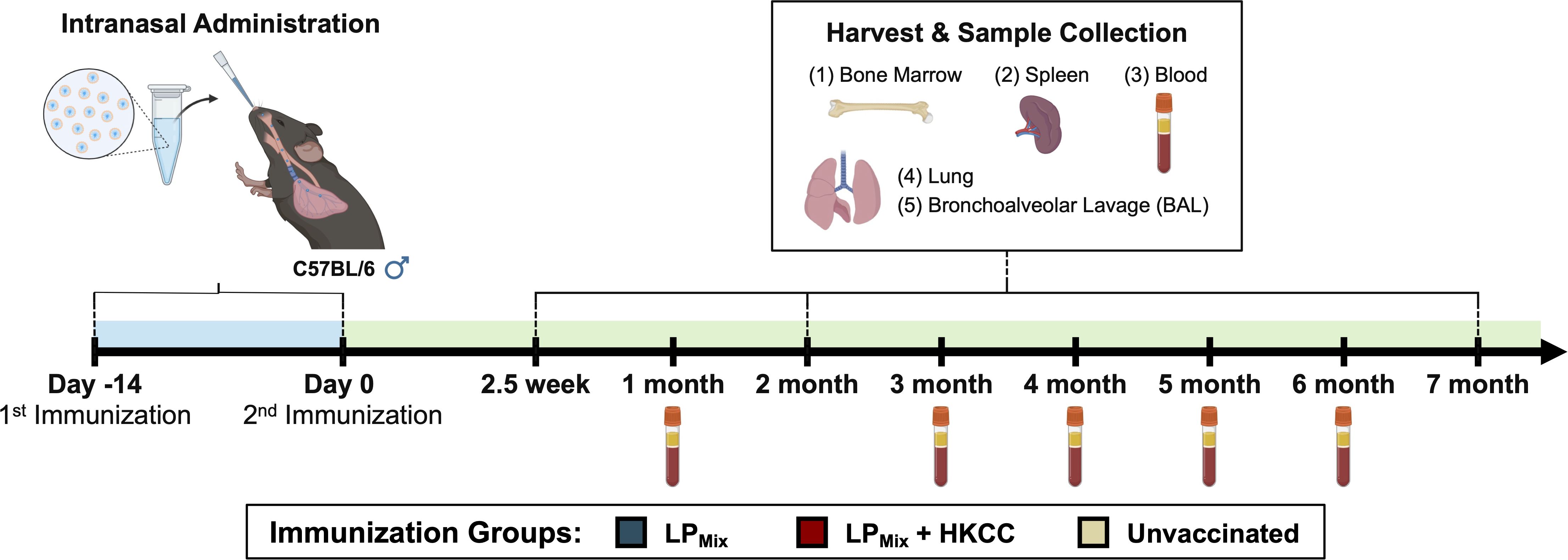 Intranasal administration diagram showing a timeline for immunization of C57BL/6 mice. The schedule includes two immunizations: Days minus fourteen and zero, followed by sample collections at two and a half weeks, and one to seven months. Samples include bone marrow, spleen, blood, lung, and bronchoalveolar lavage. Different immunization groups are highlighted: LP_Mix, LP_Mix plus HKCC, and unvaccinated.