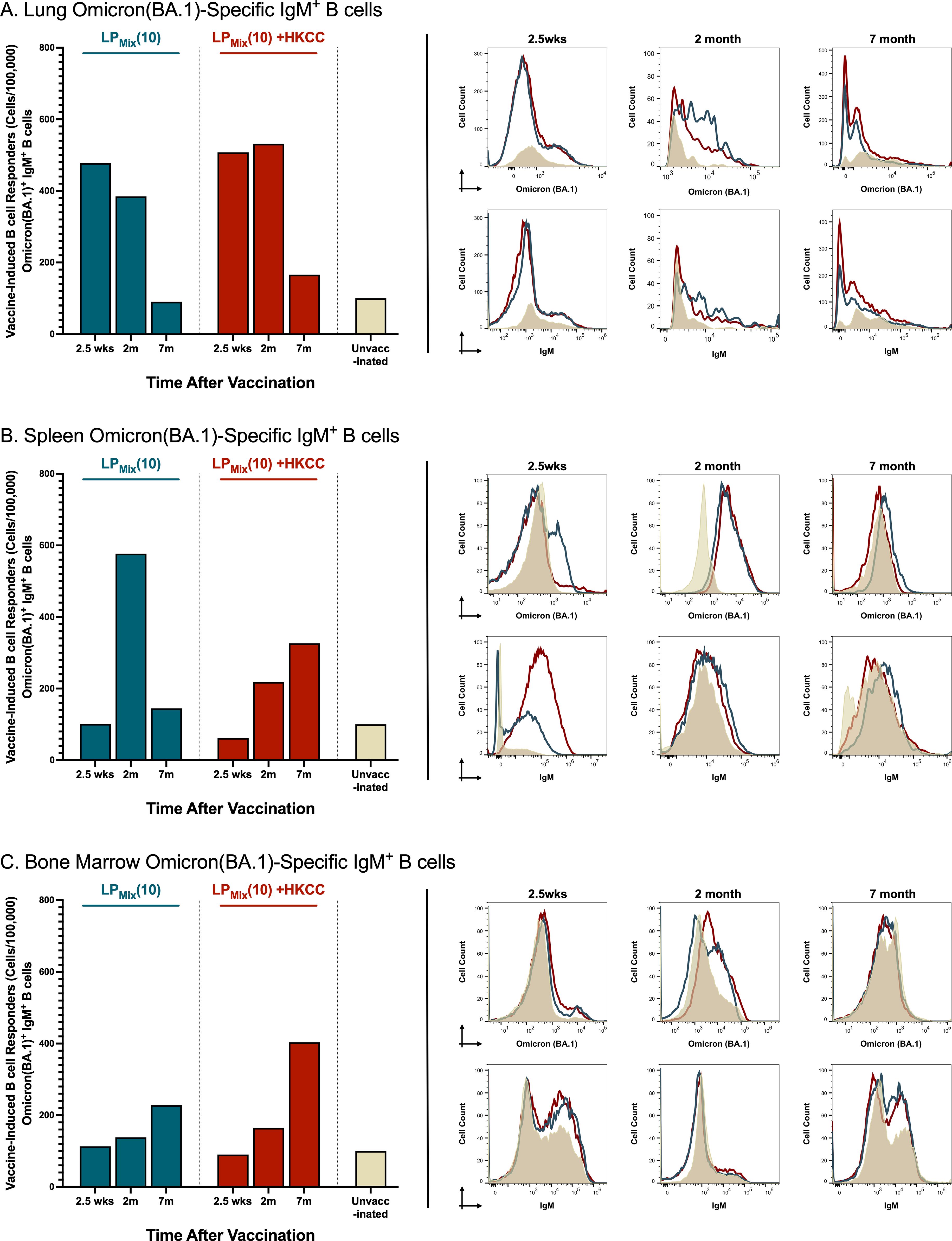 Bar charts and line graphs depict Omicron (BA.1)-specific IgM+ B cell responses in lung, spleen, and bone marrow at 2.5 weeks, 2 months, and 7 months after vaccination. Data compares LPMix and LPMix + HKCC groups, showing cell responder counts over time. Unvaccinated controls are also included in each chart for baseline reference.