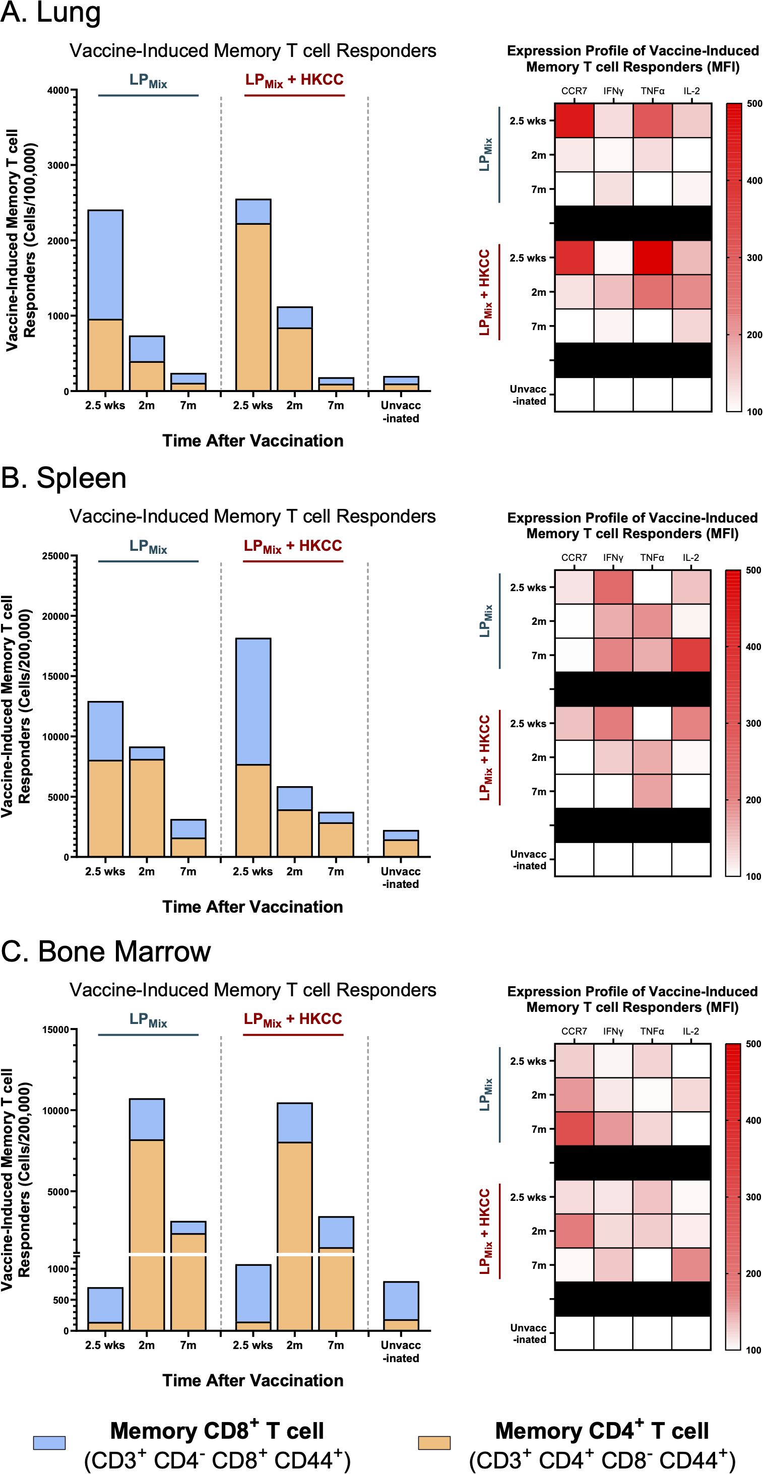 Bar graphs and heatmaps depict vaccine-induced memory T cell responders in lung, spleen, and bone marrow at different times post-vaccination (2.5 weeks, 2 months, 7 months). Bar graphs differentiate between memory CD8+ (blue) and CD4+ (orange) T cells. Heatmaps show expression profiles (CCR7, IFNγ, TNFα, IL-2) with colors representing mean fluorescence intensity (MFI) levels. Each organ is examined under two conditions: LPMix and LPMix + HKCC, plus an unvaccinated control.
