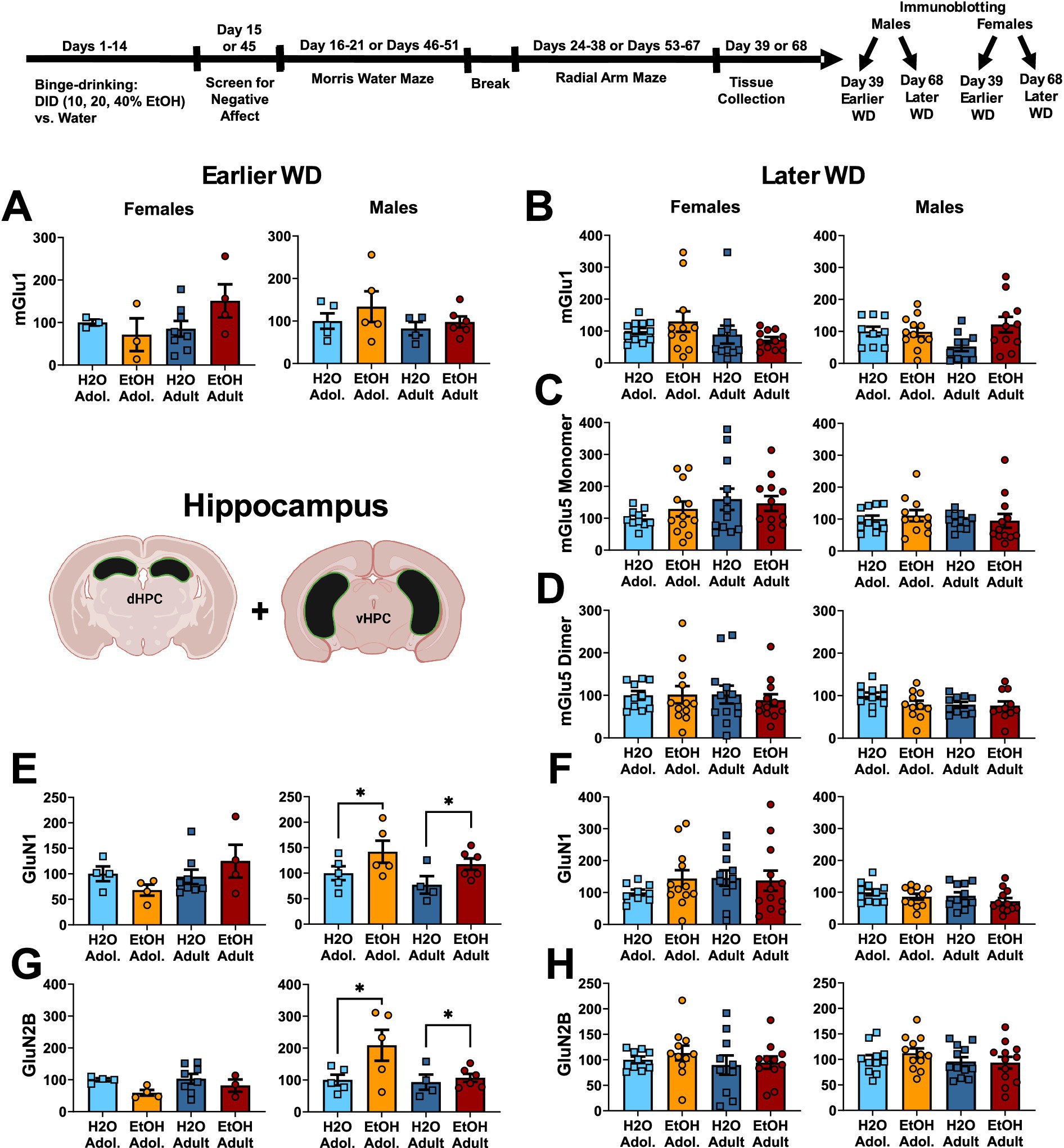 Research diagram showing experimental timeline and results of protein expression in hippocampus. Top section details study timeline with binge-drinking phases, maze tests, and tissue collection periods. Below, eight bar graphs (A-H) display mGlur1, mGlu5 Monomer, mGlu5 Dimer, GluN1, and GluN2B protein expression in adolescent and adult male and female rats under water and ethanol conditions. Two hippocampus illustrations are shown in the center with labels