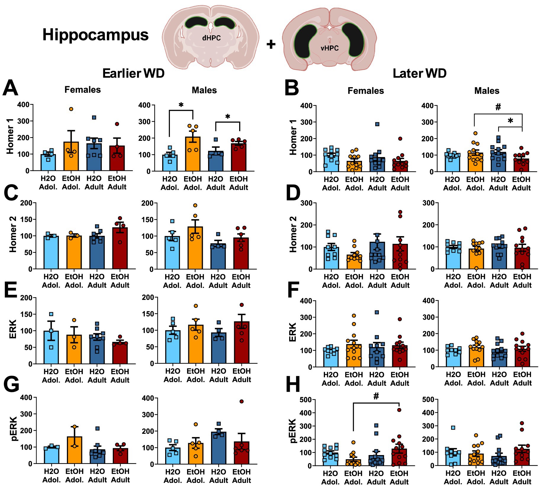 Bar graphs showing hippocampus data in sections A and B for Homer 1, C and D for Homer 2, E and F for ERK, and G and H for pERK. Data is divided by adolescence and adulthood stages, and separated by gender. Significant differences are marked with asterisks and hashtags. Graphs are labeled as earlier and later withdrawal (WD) for females and males. Separate graphs are distinguished for each protein type.