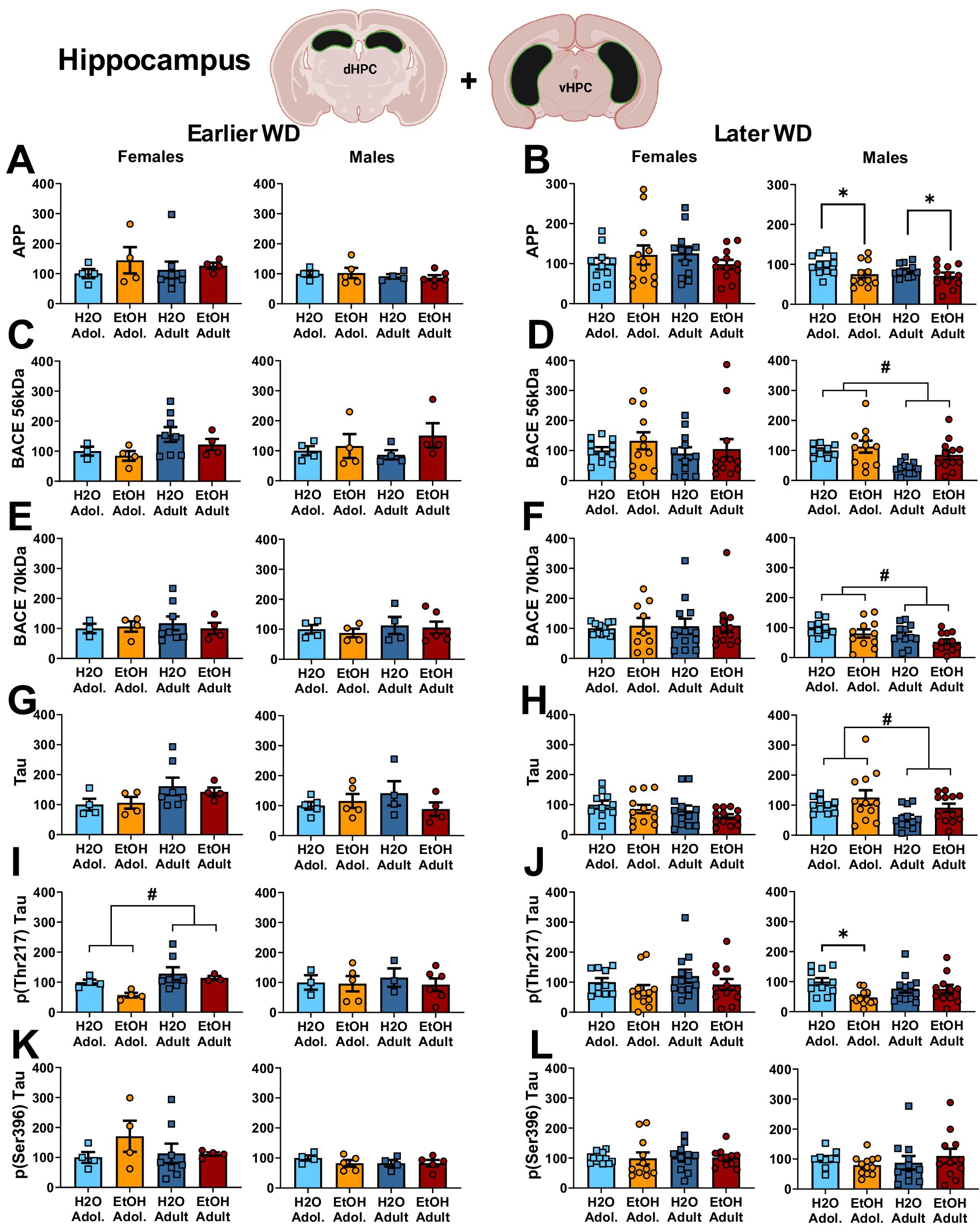 Graphs compare protein levels in the hippocampus of male and female mice under different conditions. Panels A-L display differences in APP, BACE, and Tau markers with earlier and later withdrawal (WD) of H2O versus EtOH in adolescent and adult stages. Significant differences are indicated with asterisks or hash marks. Cross-sectional images of the hippocampus are shown above, highlighting dHPC and vHPC regions.
