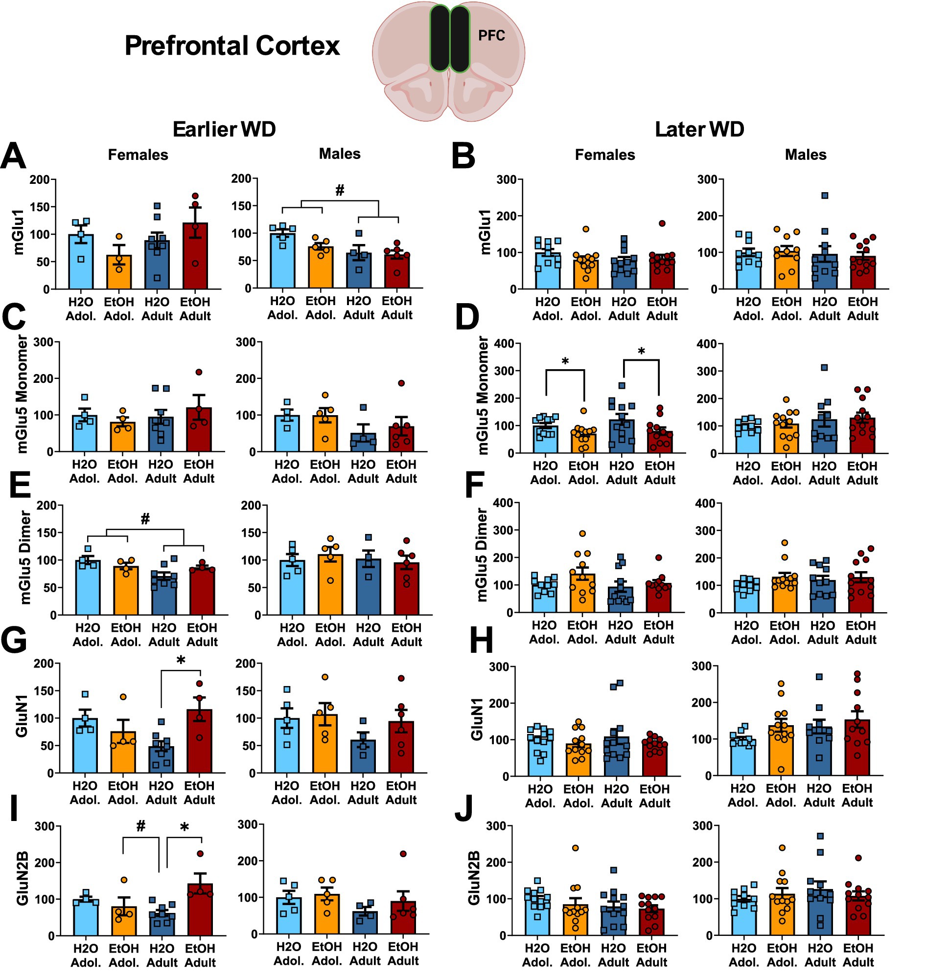 Graphical data illustrate the levels of various proteins (mGlu1, mGlu5 Monomer, mGlu5 Dimer, GluN1, GluN2B) in the prefrontal cortex of male and female subjects following water (H2O) or ethanol (EtOH) consumption during adolescence or adulthood. The data are separated into earlier and later withdrawal time points, showing distinct patterns and significant differences marked by symbols. A brain diagram at the top indicates the prefrontal cortex area studied.