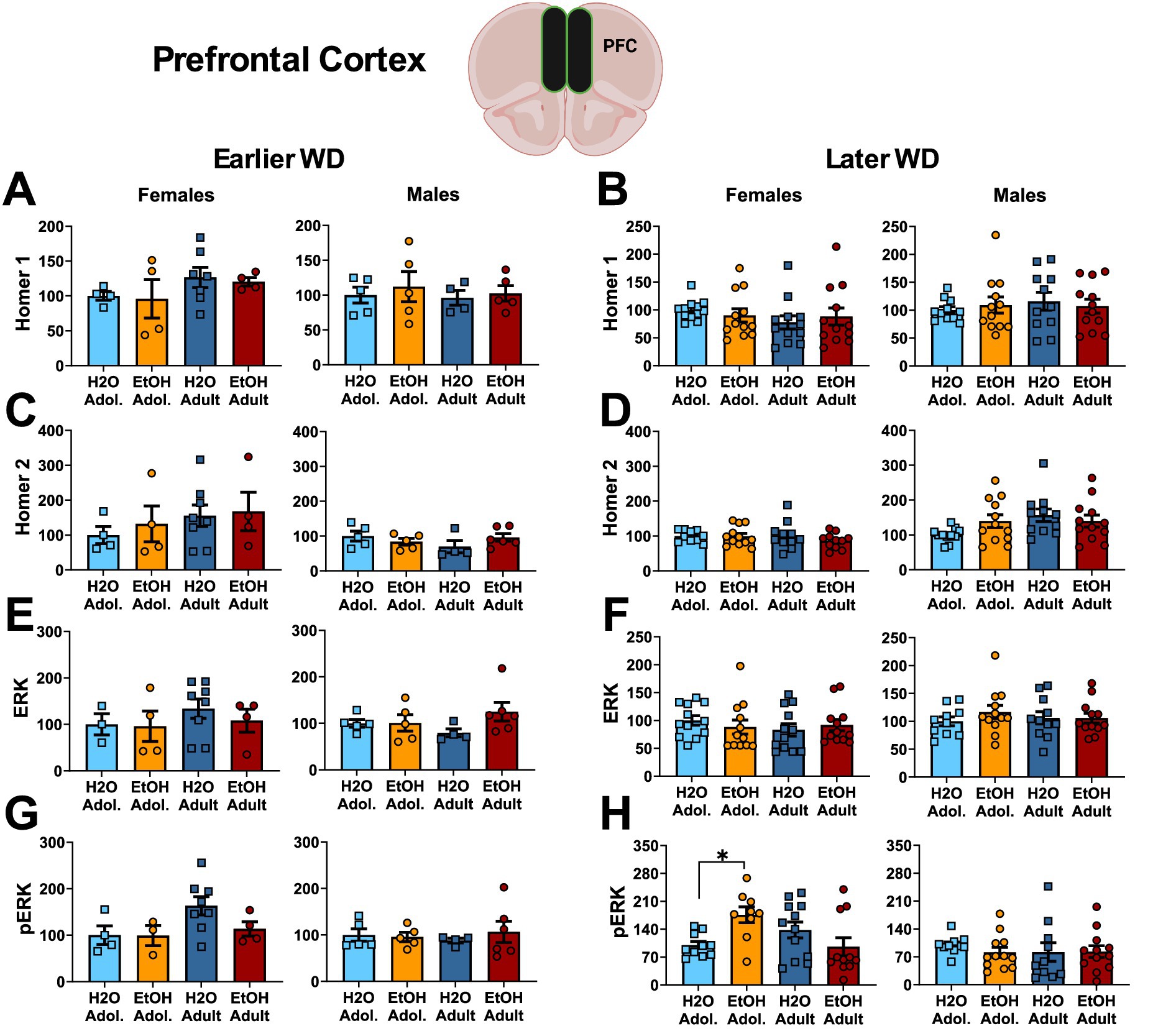 Bar graphs comparing protein expression levels in the prefrontal cortex for males and females, with conditions involving water (H2O) and ethanol (EtOH) during adolescence (Adol.) and adulthood. Two time points, Earlier WD and Later WD, are shown. Homer 1, Homer 2, ERK, and pERK proteins are analyzed, with separate graphs labeled A-H. Asterisks indicate significant differences. An illustration of the prefrontal cortex is included.