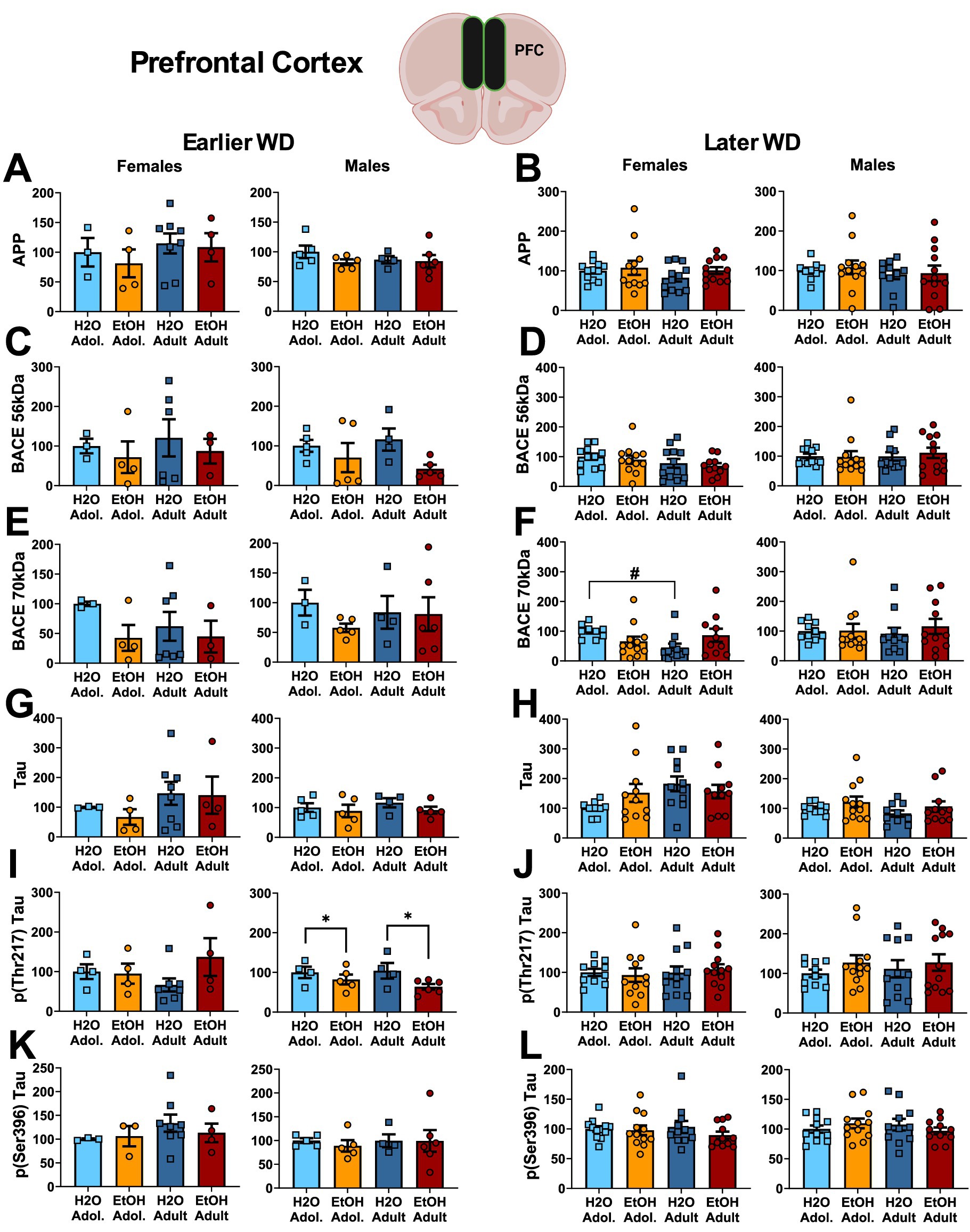 Bar graphs depicting protein levels in the prefrontal cortex of rats, categorized by earlier (A, C, E, G, I, K) and later withdrawal (B, D, F, H, J, L) times. Comparisons are made between female and male rats under different conditions: water (H2O) and alcohol (EtOH), in adolescence and adulthood. Proteins analyzed include APP, BACE (50kDa, 70kDa), Tau, and phosphorylated Tau (p(Thr231) and p(Ser396)). Error bars indicate variability, and significant differences are marked with asterisks or symbols. An illustration of the brain highlights the prefrontal cortex.