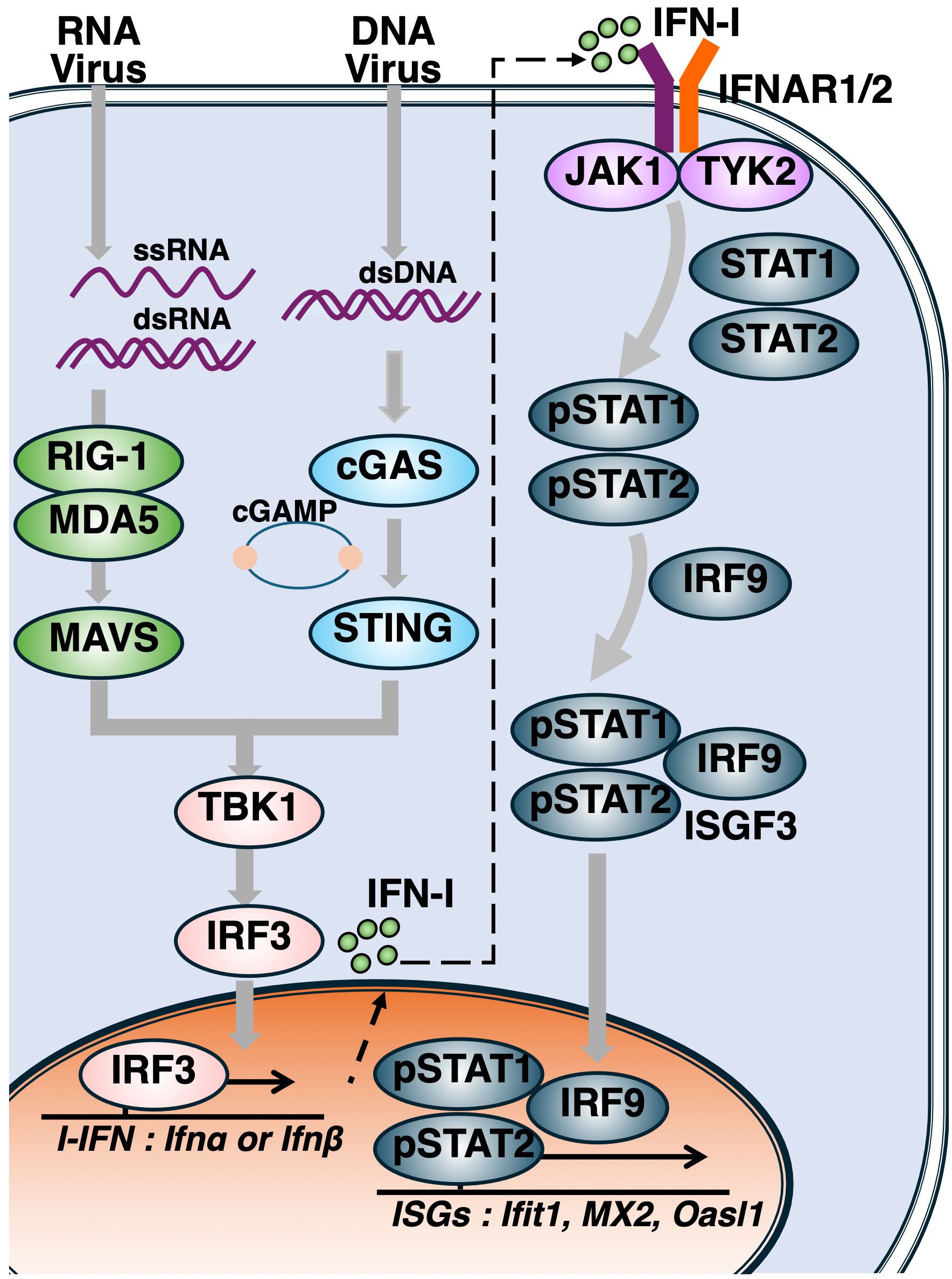 Diagram illustrating the signaling pathways activated by RNA and DNA viruses. Left side shows RNA viruses triggering RIG-1 and MDA5, leading to MAVS and TBK1 activation, producing IFN-I. Right side depicts DNA viruses activating cGAS, producing cGAMP, engaging STING, leading to TBK1 and IRF3 activation. IFN-I engages the IFNAR1/2 receptor complex, activating JAK1 and TYK2, which phosphorylates STAT1 and STAT2, forming a complex with IRF9 to activate ISGs like Ifit1, MX2, and Oasl1.