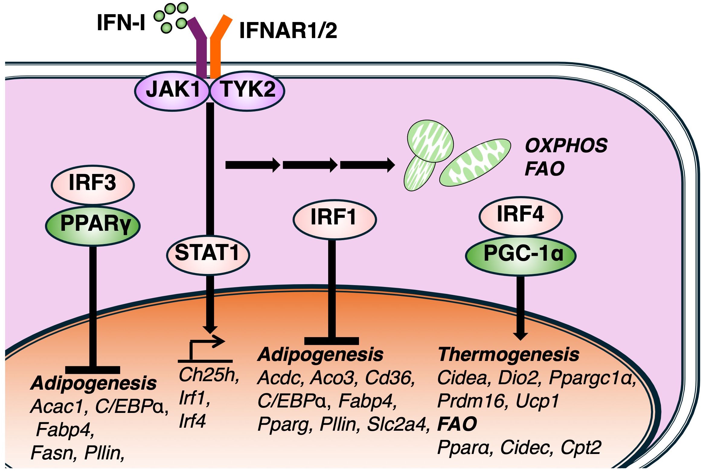 Diagram illustrating the signaling pathway involving IFN-I binding to IFNAR1/2, activating JAK1 and TYK2, which leads to STAT1 activation. This affects IRF3 and PPARγ for adipogenesis, and IRF1 and IRF4 for thermogenesis and FAO, represented by mitochondrial activity.